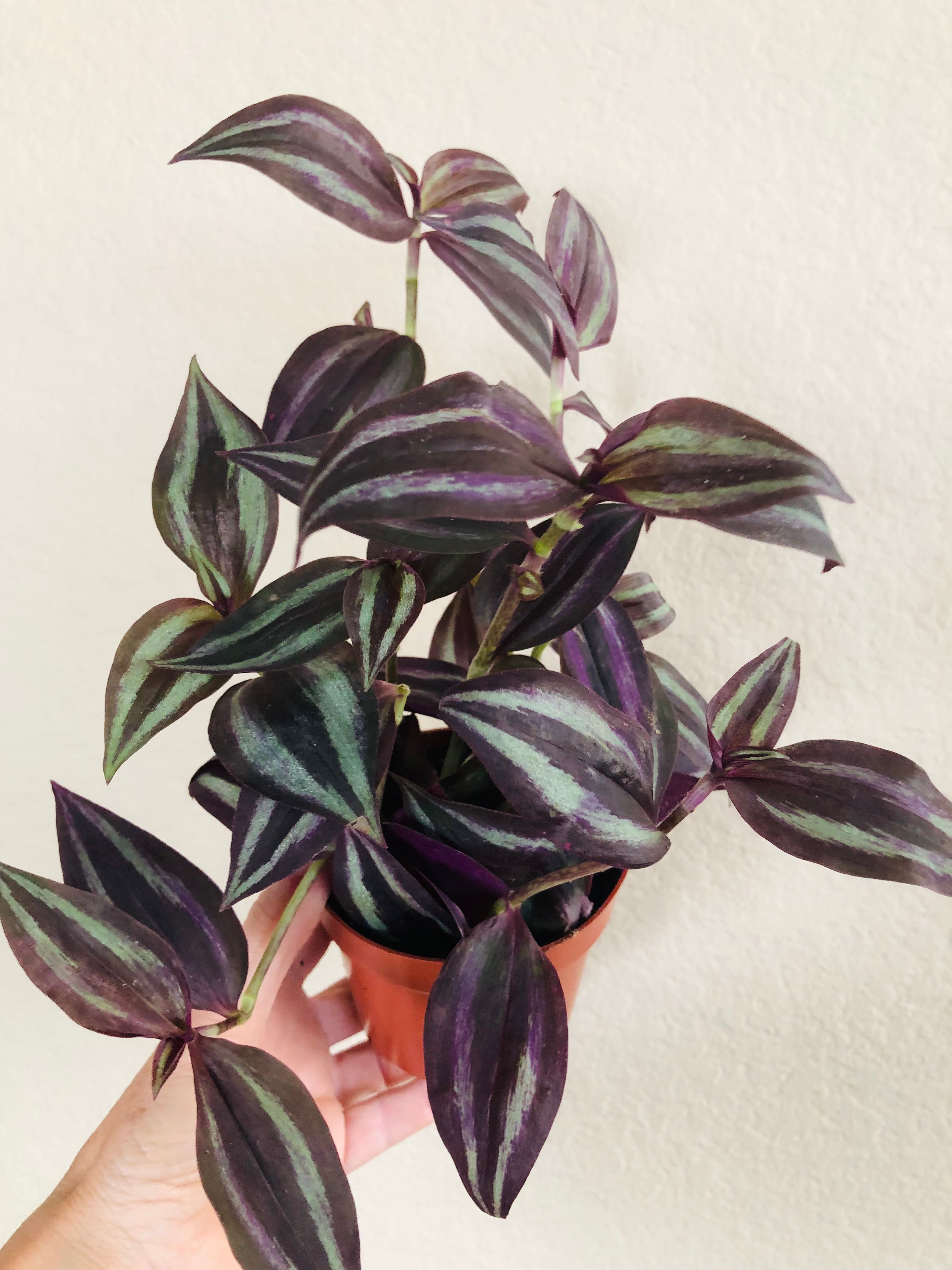 Tradescantia 'Red Gem'