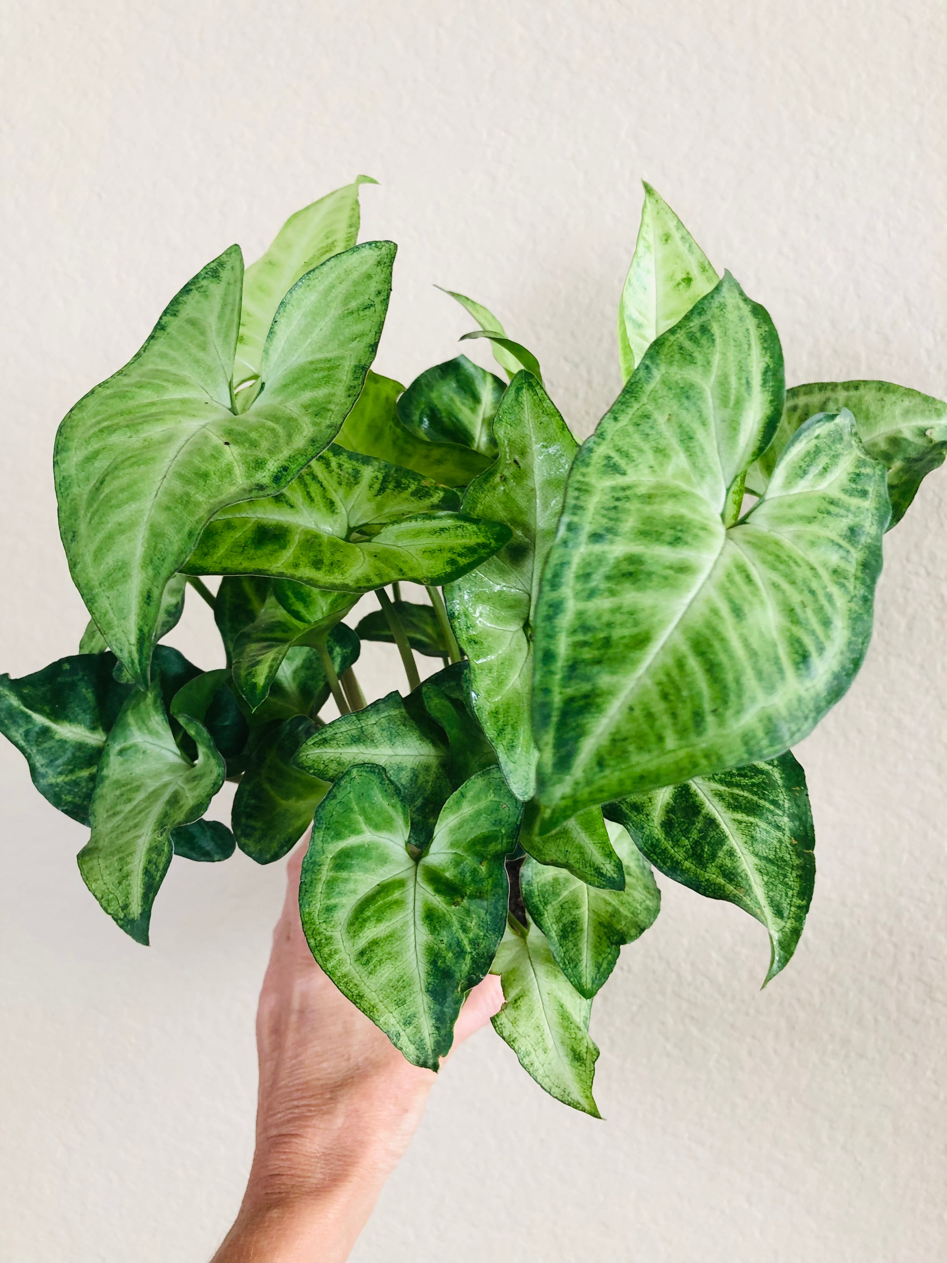 Syngonium 'White Butterfly'
