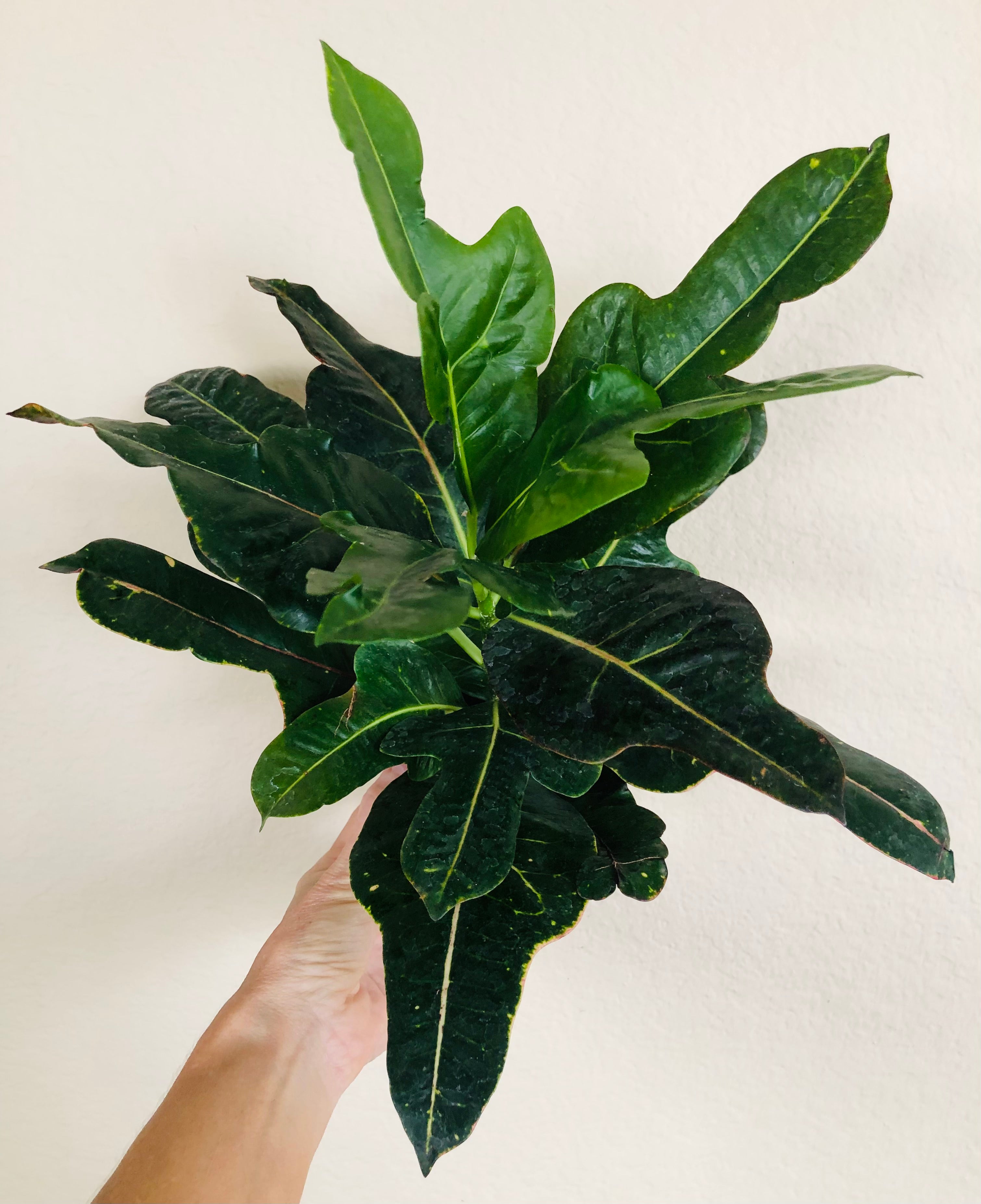 Croton Oakleaf