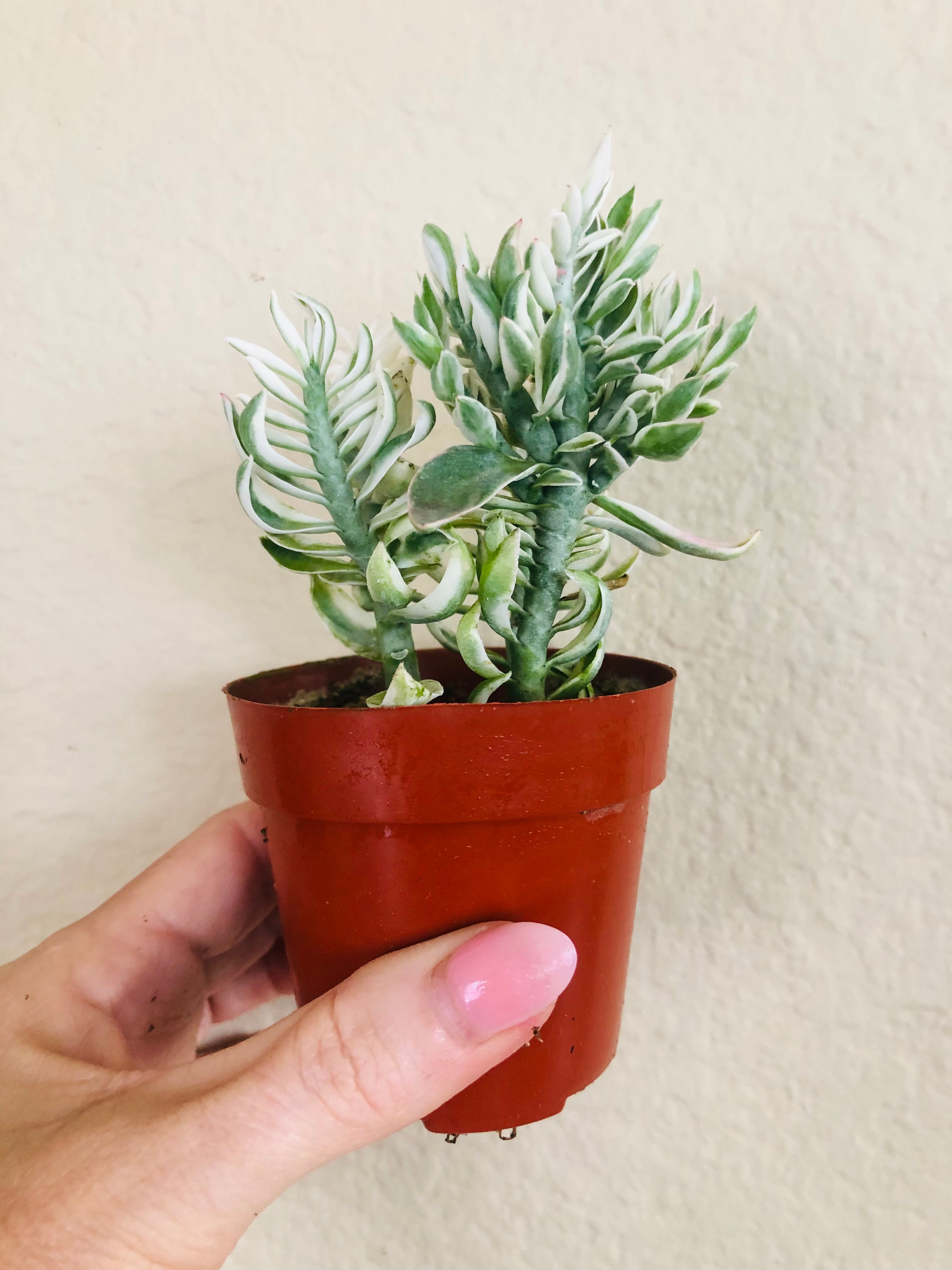 Devil's Backbone Variegated