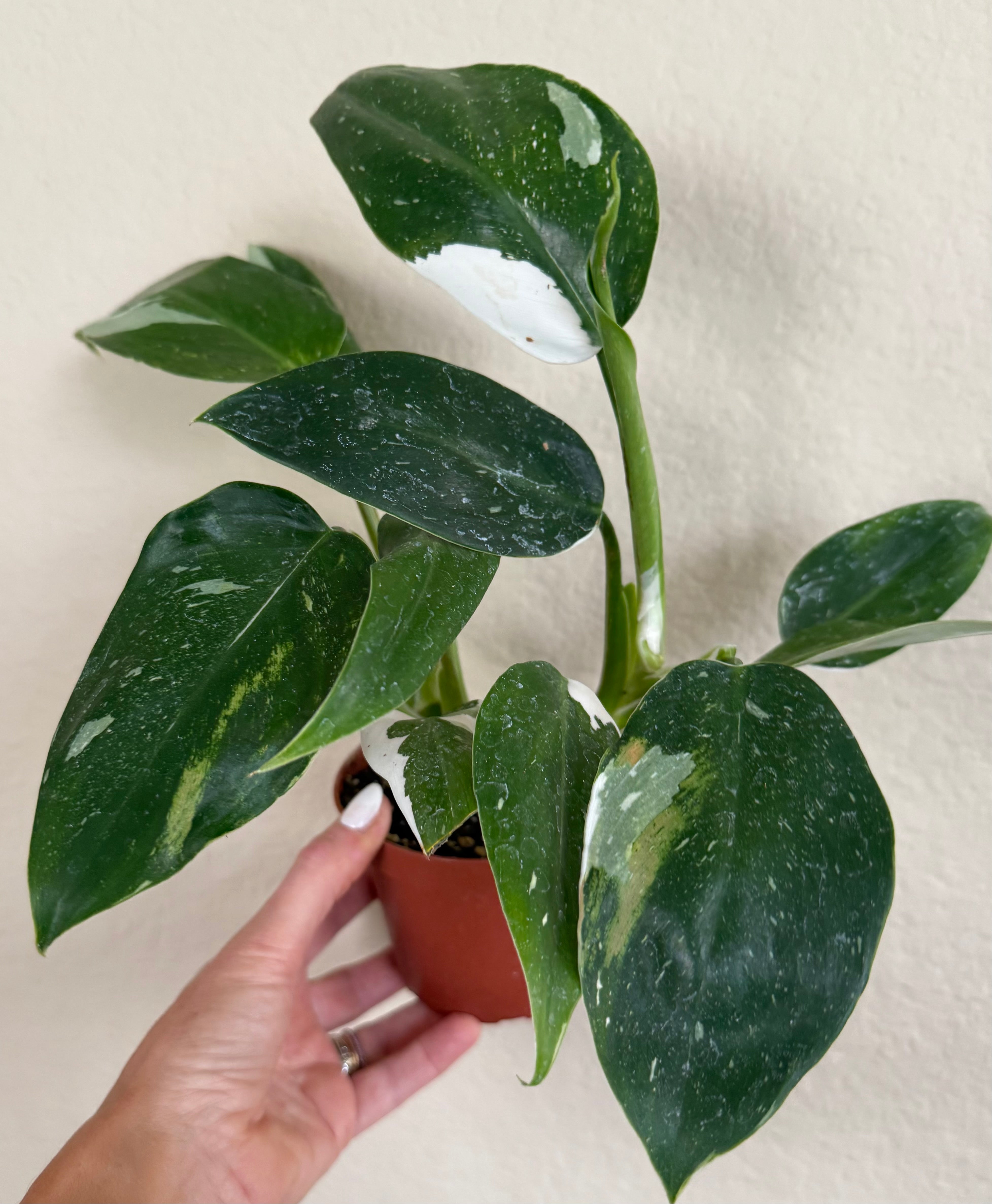 Philodendron 'White Wizard'