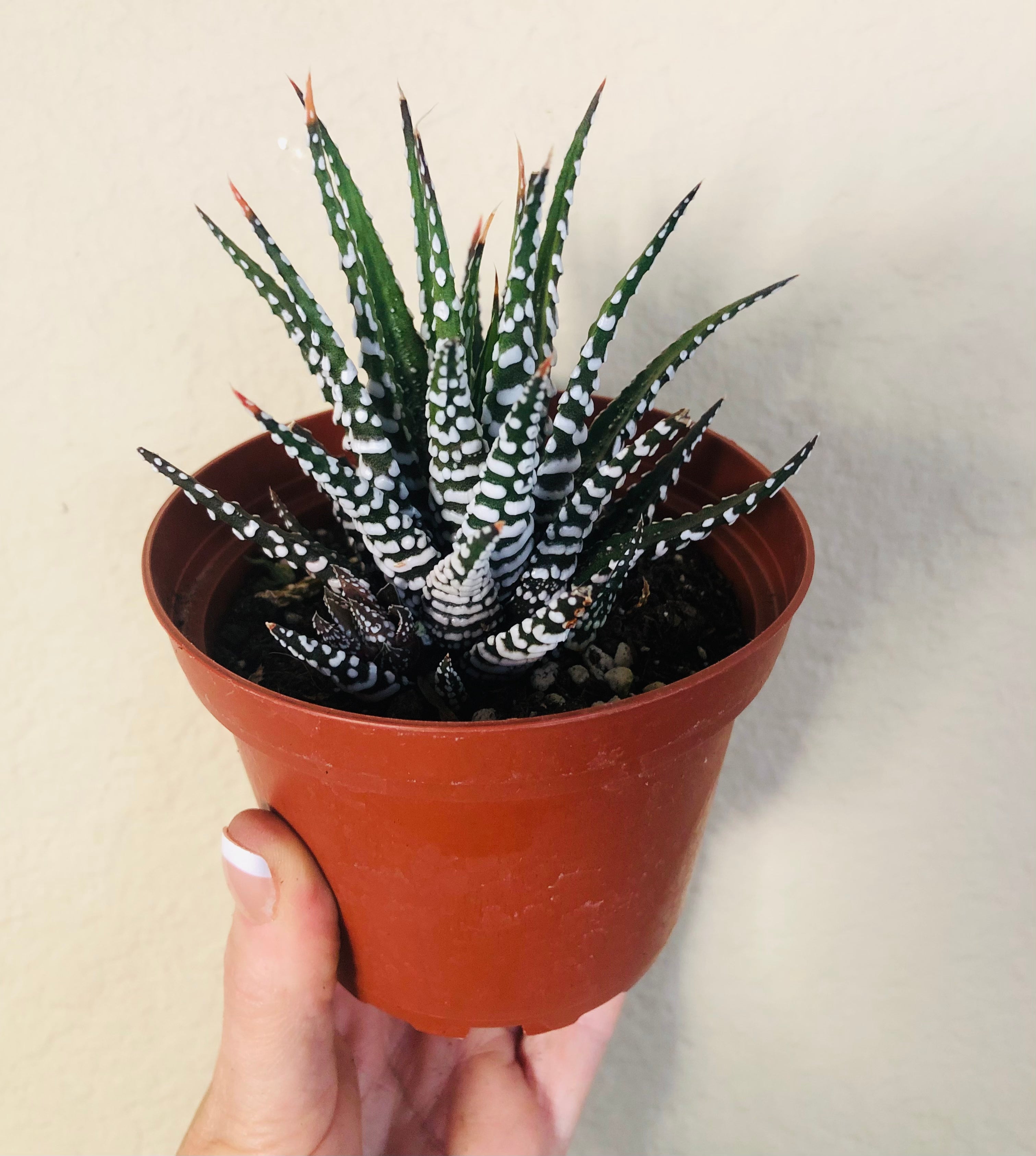 Haworthia 'Zebra'