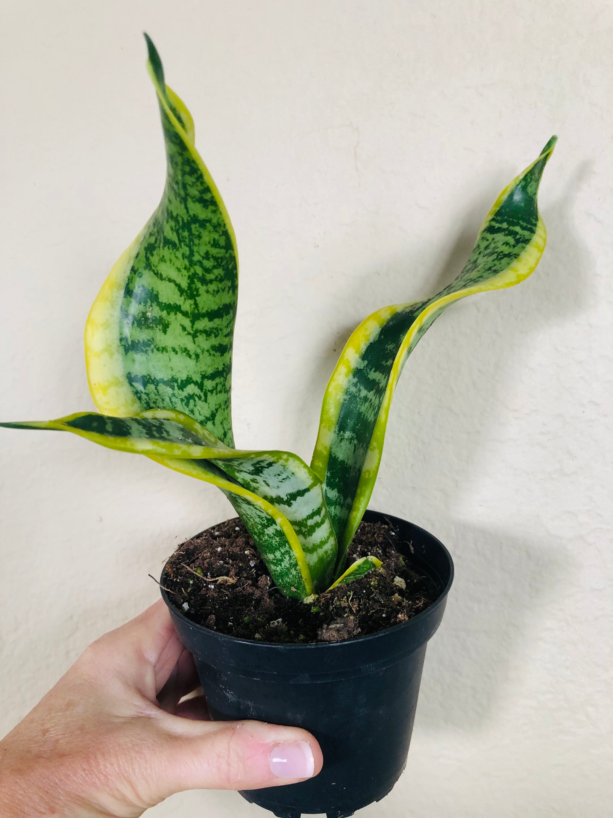 snake plant twisted Sansevieria Trifasciata 'Twisted Sister'