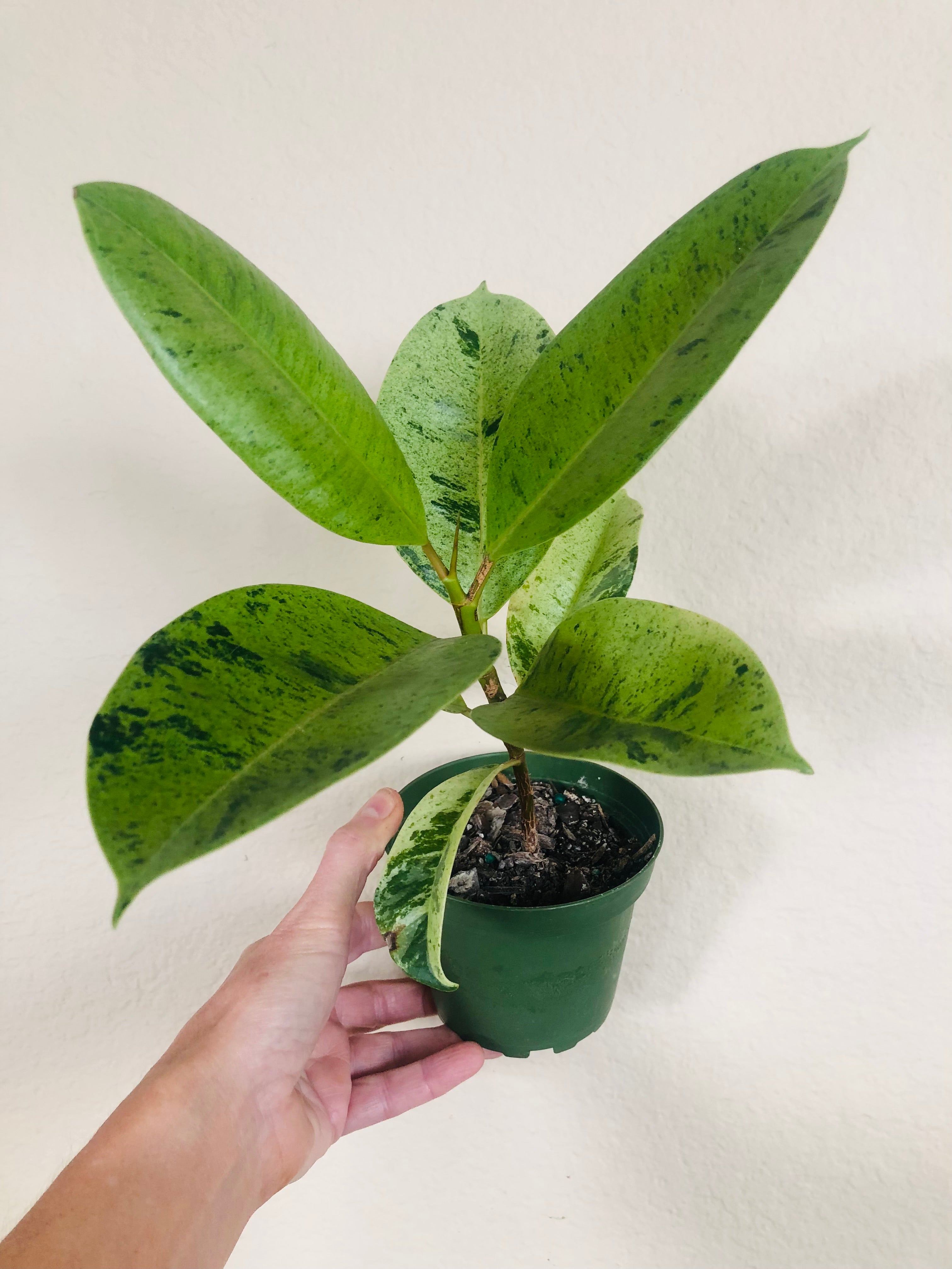 Ficus Shivereana