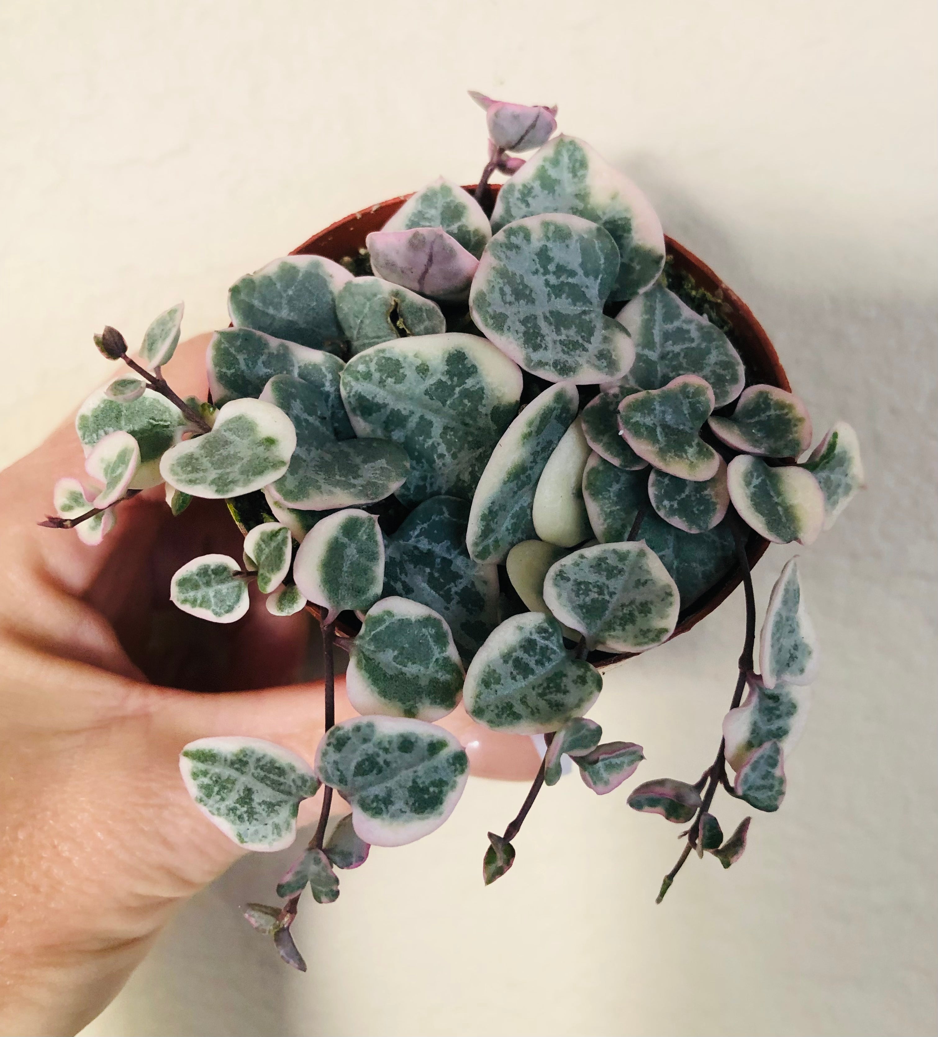 Variegated String Of Hearts