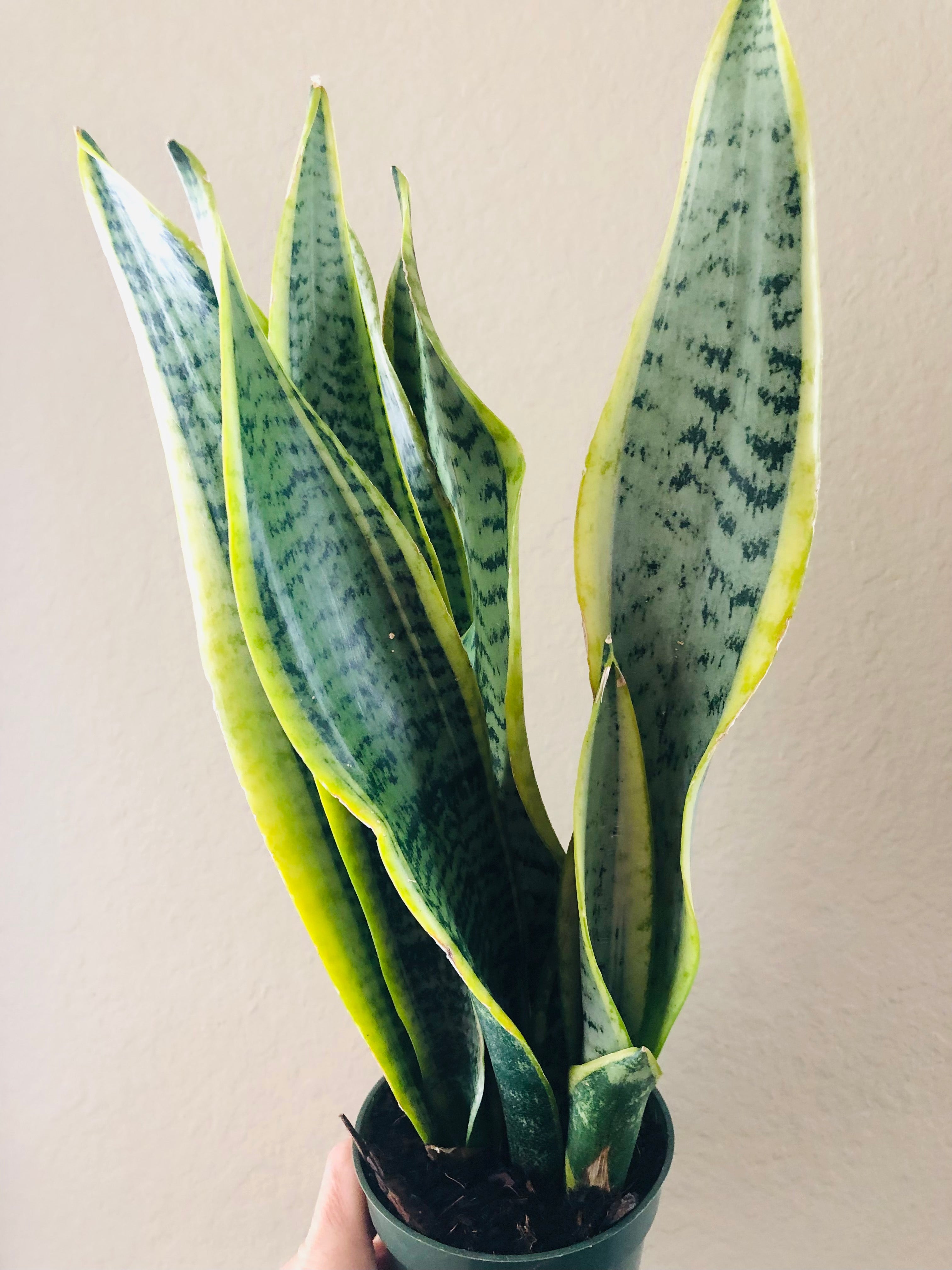 Sansevieria Trifasciata 'Laurentii'