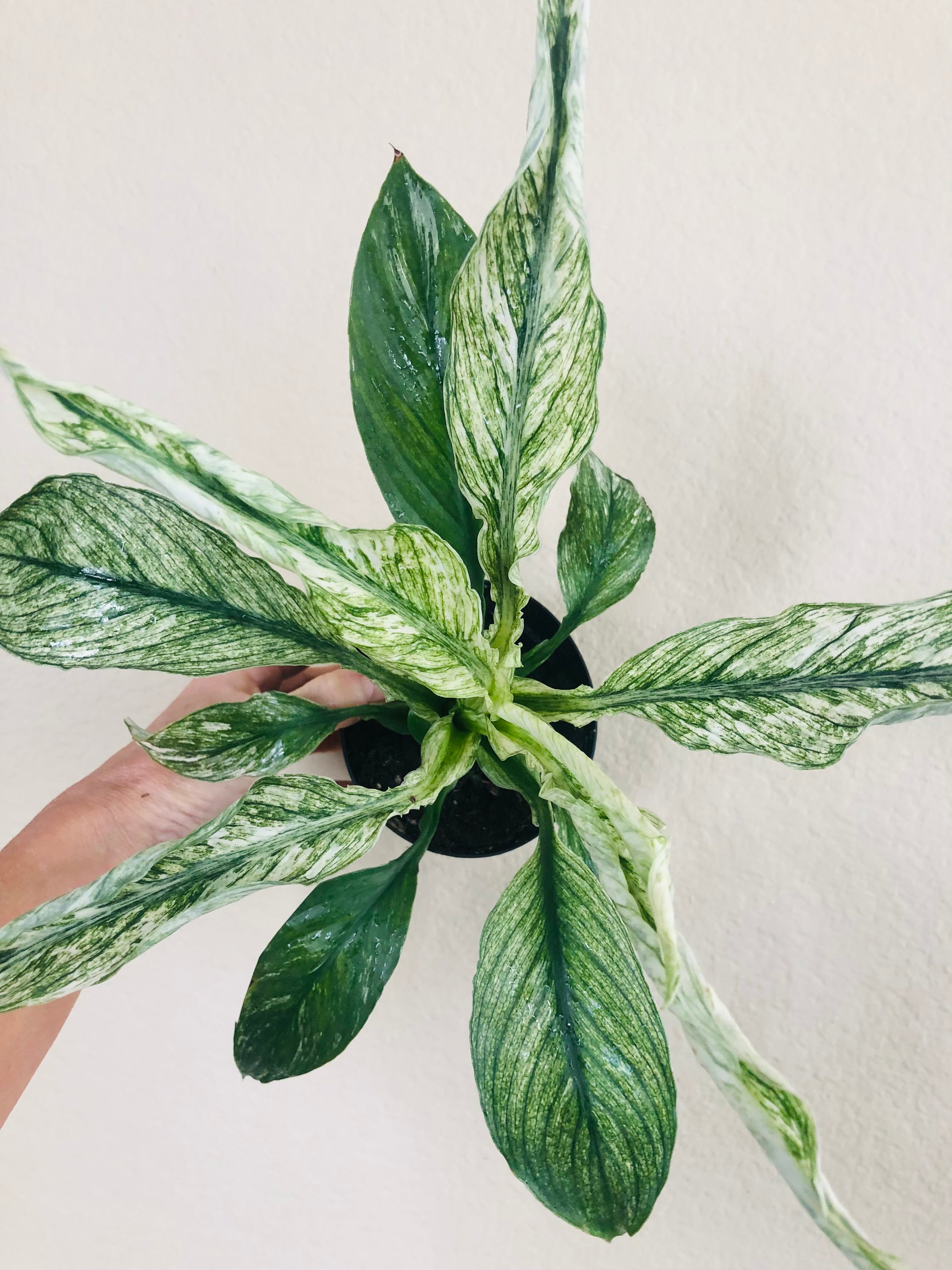 Spathiphyllum ‘Variegated’ | Peace Lily