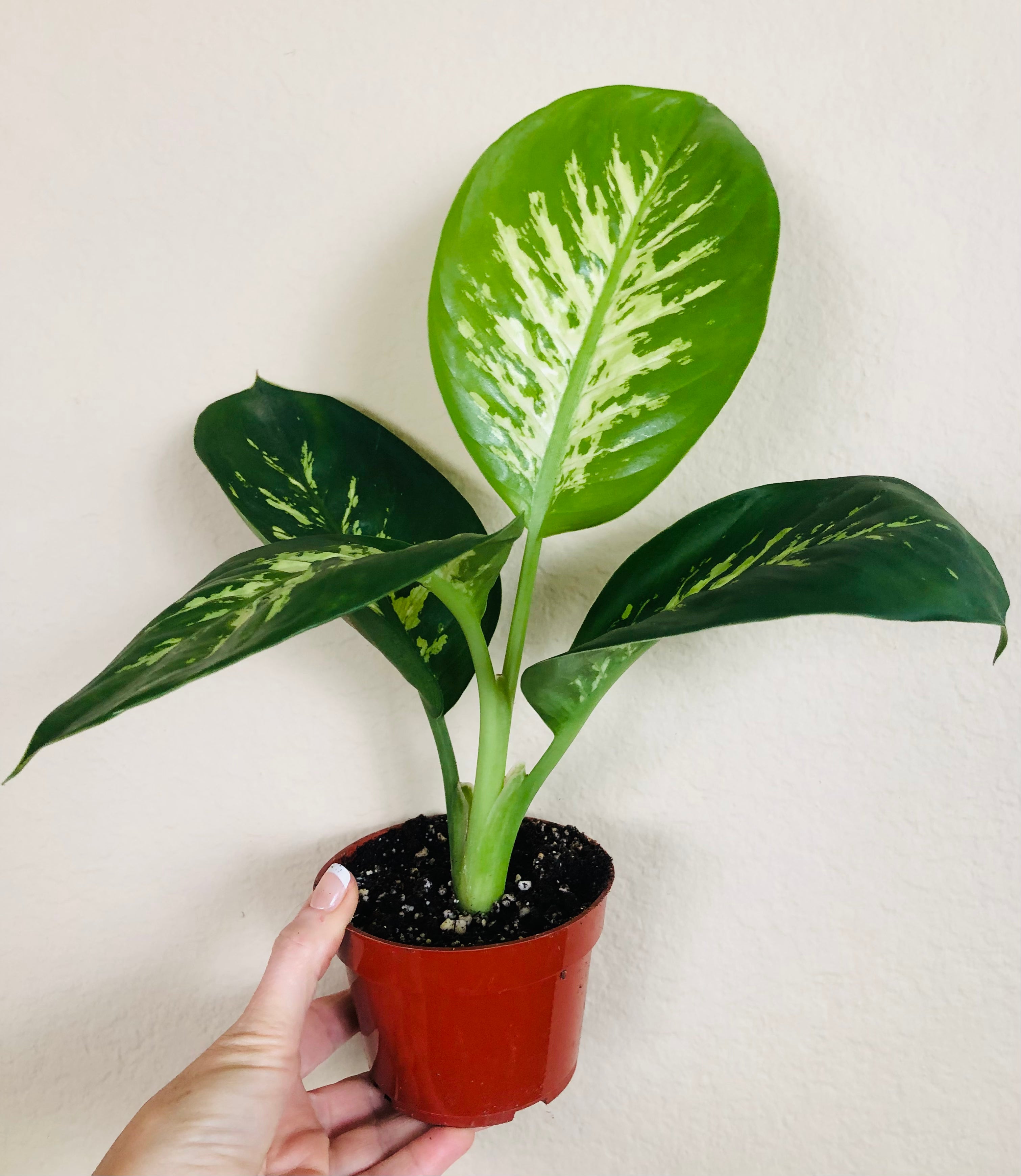 Dieffenbachia Tropic Snow