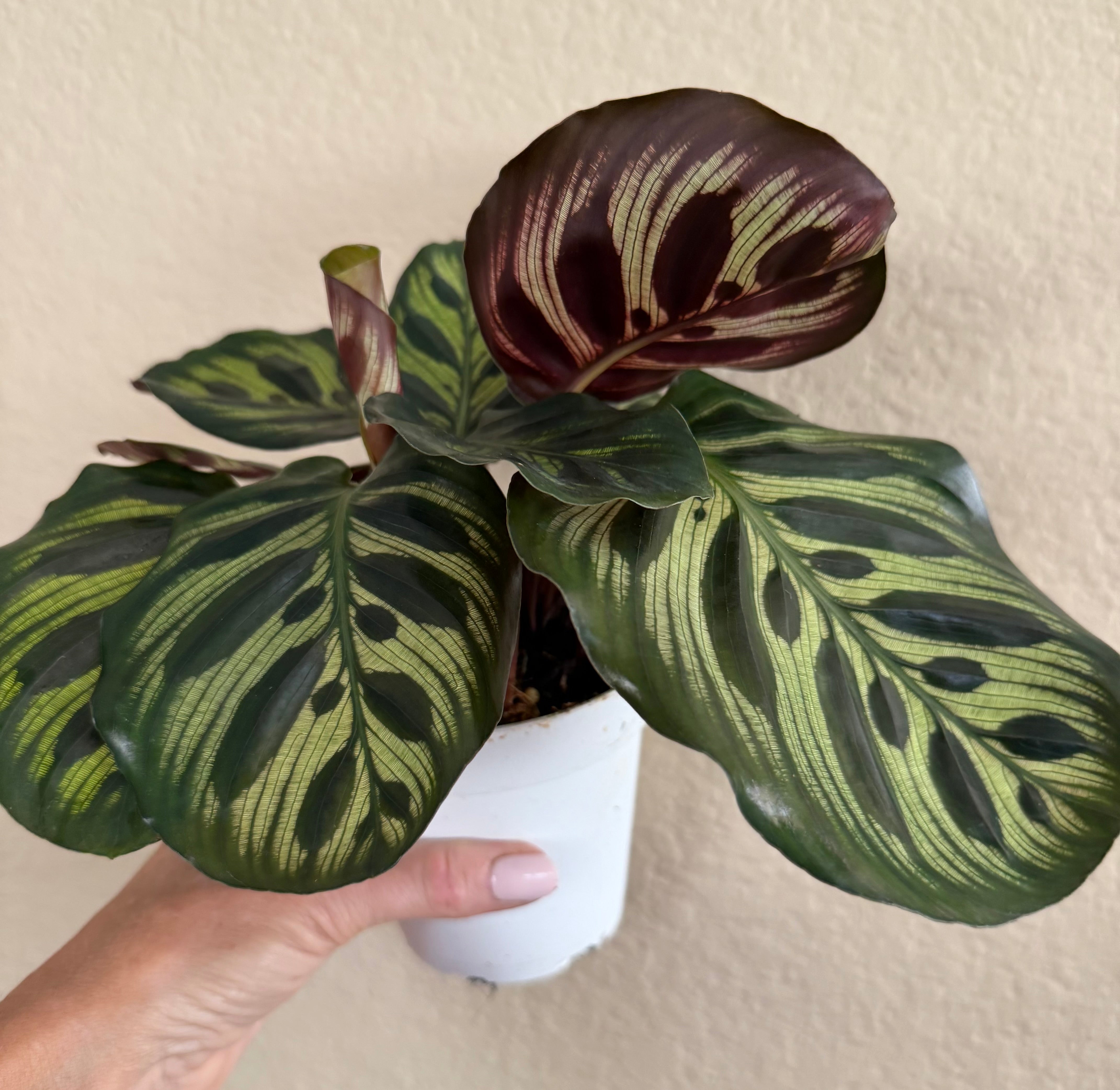Calathea Makoyana 'Peacock'