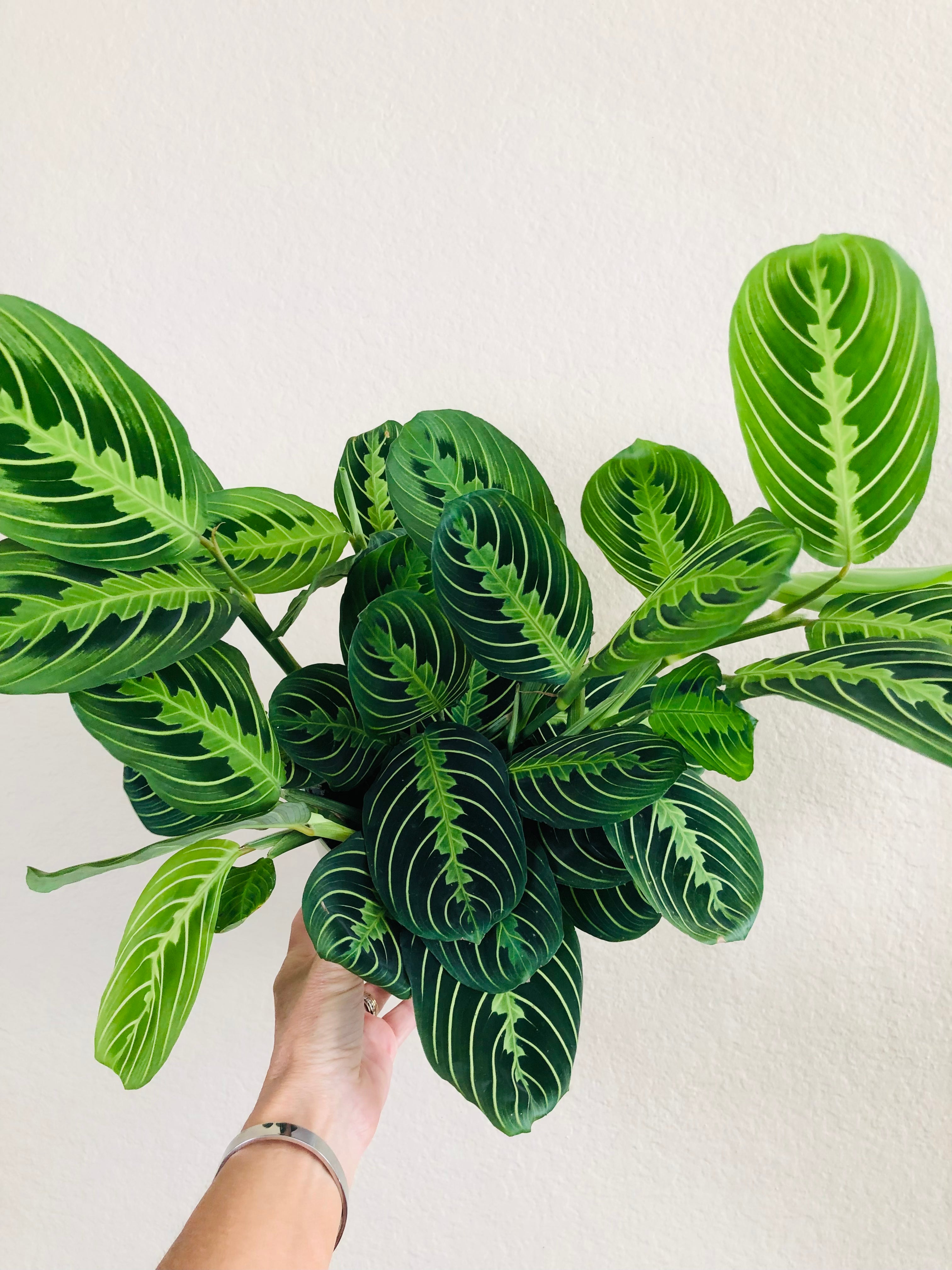Maranta 'Lemon Lime'