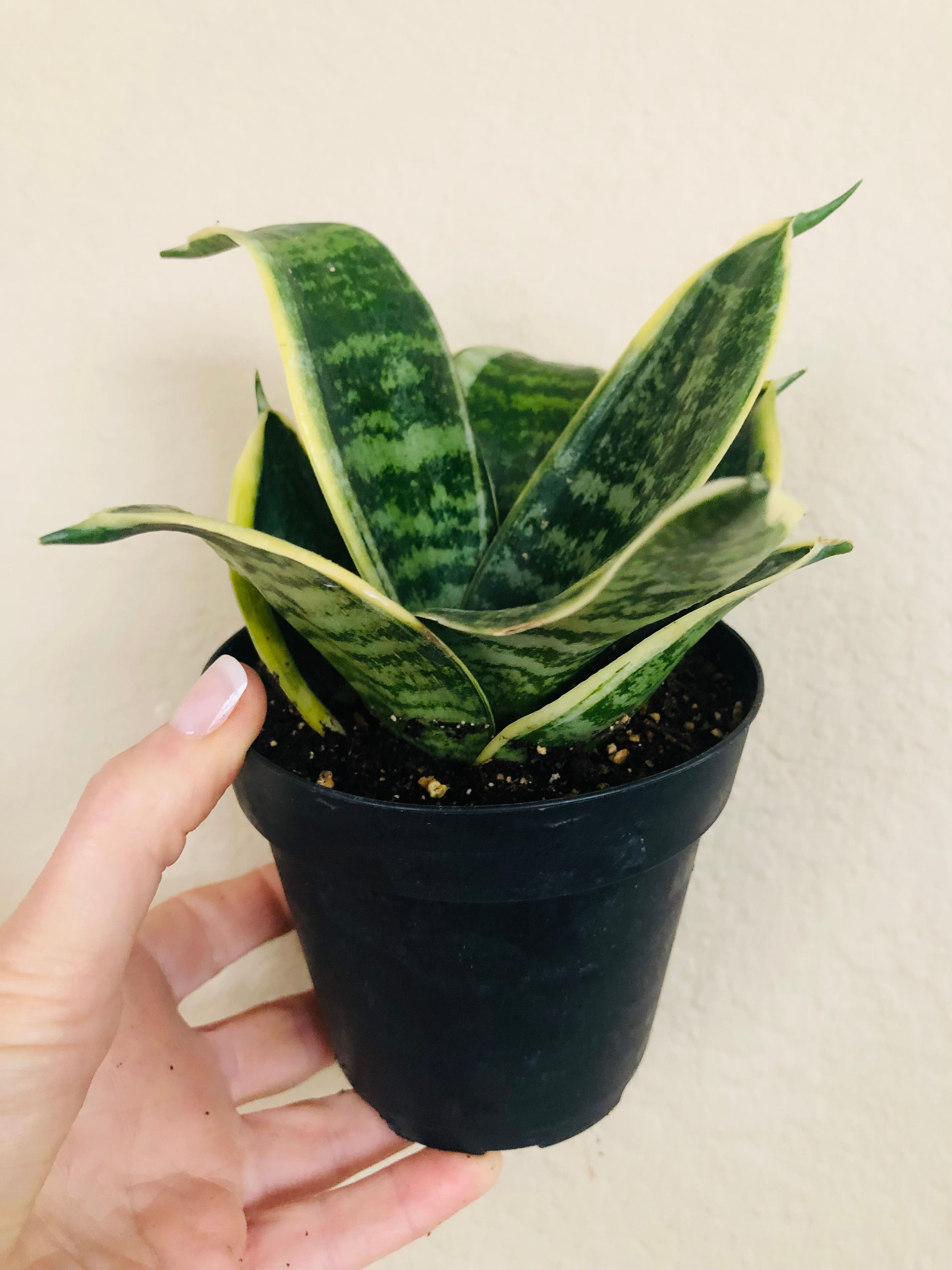 Sansevieria Hahnii 'Ocean Star'