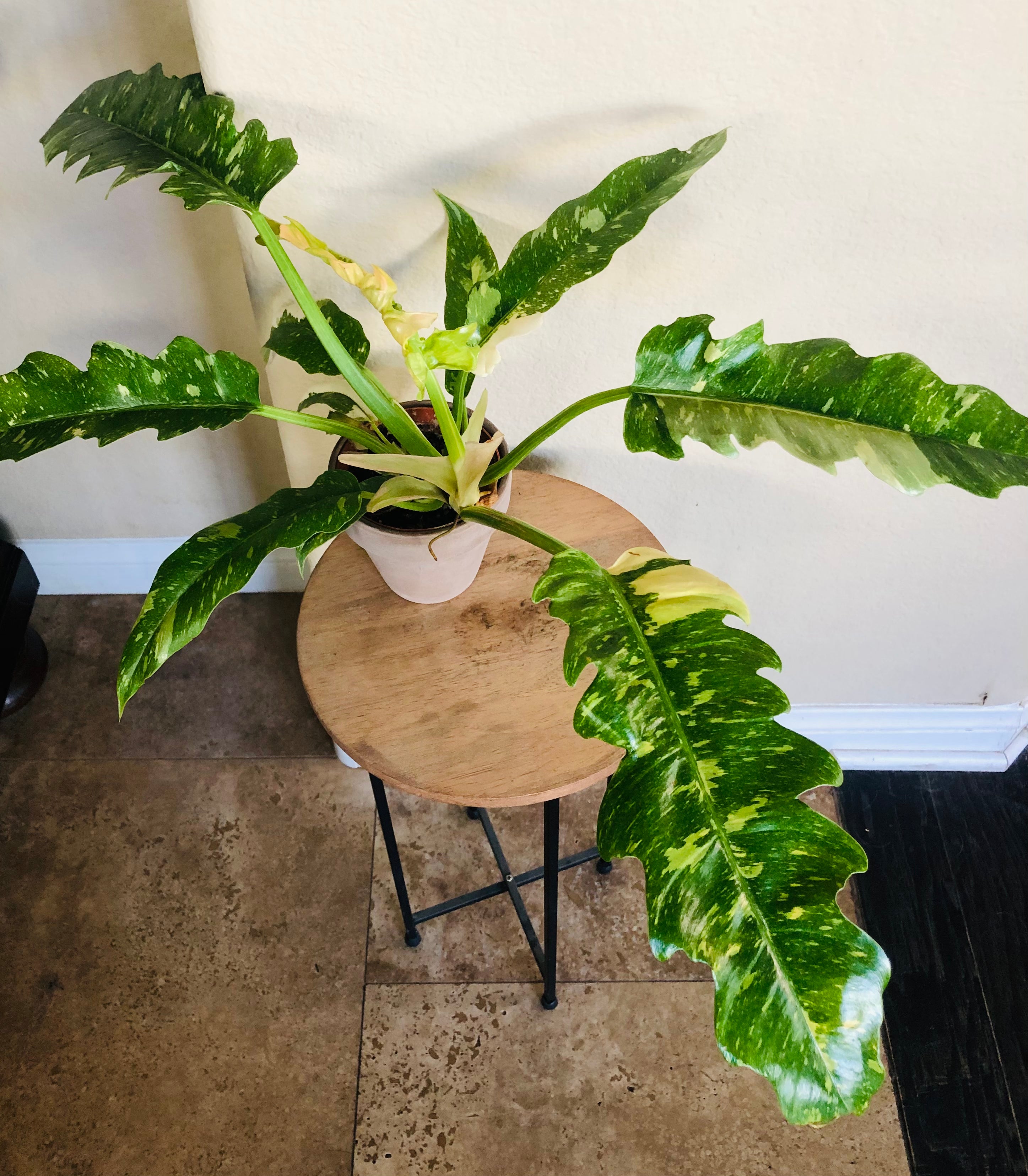 Philodendron 'Ring of Fire'