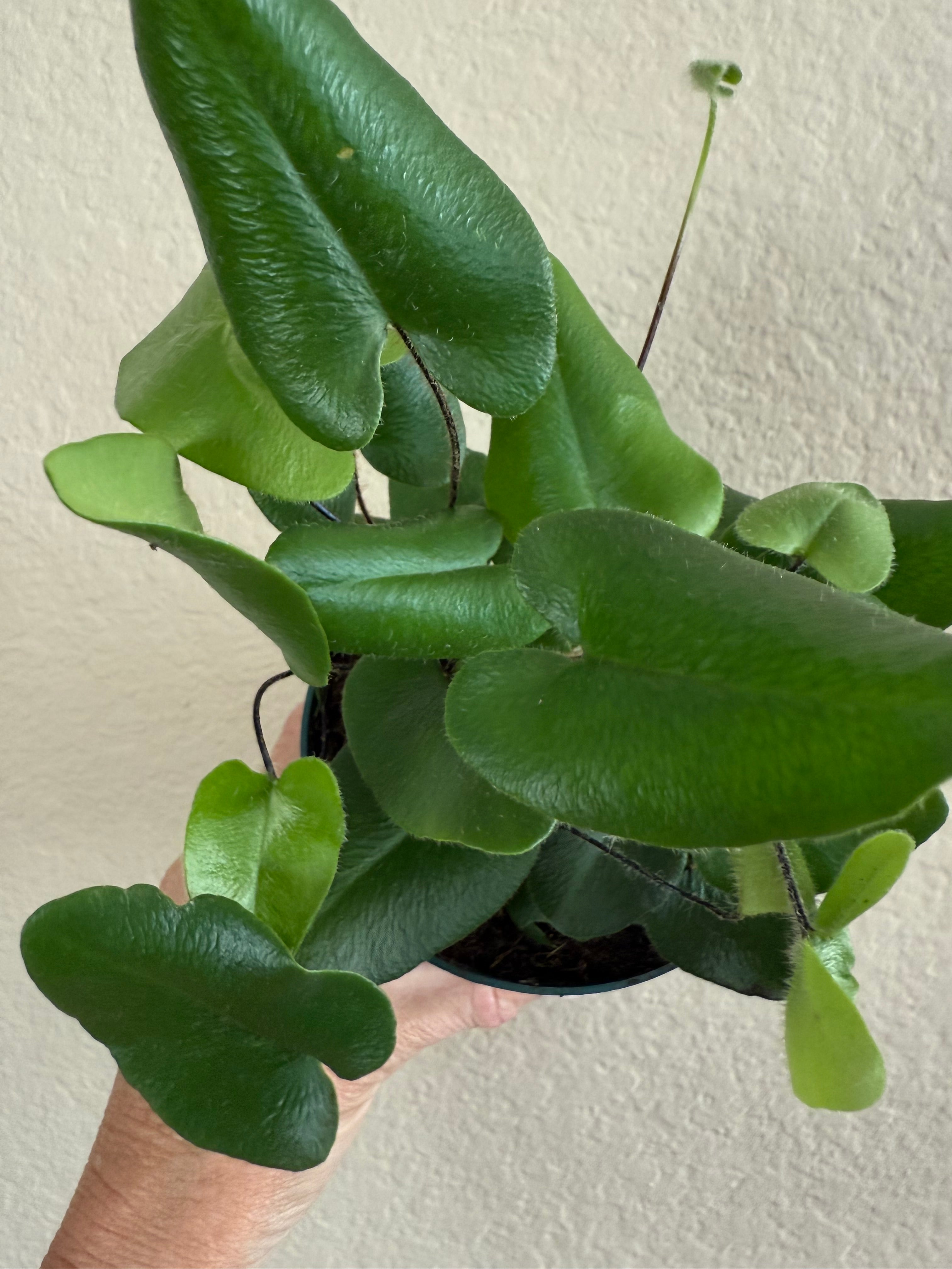 Fern 'Heart'