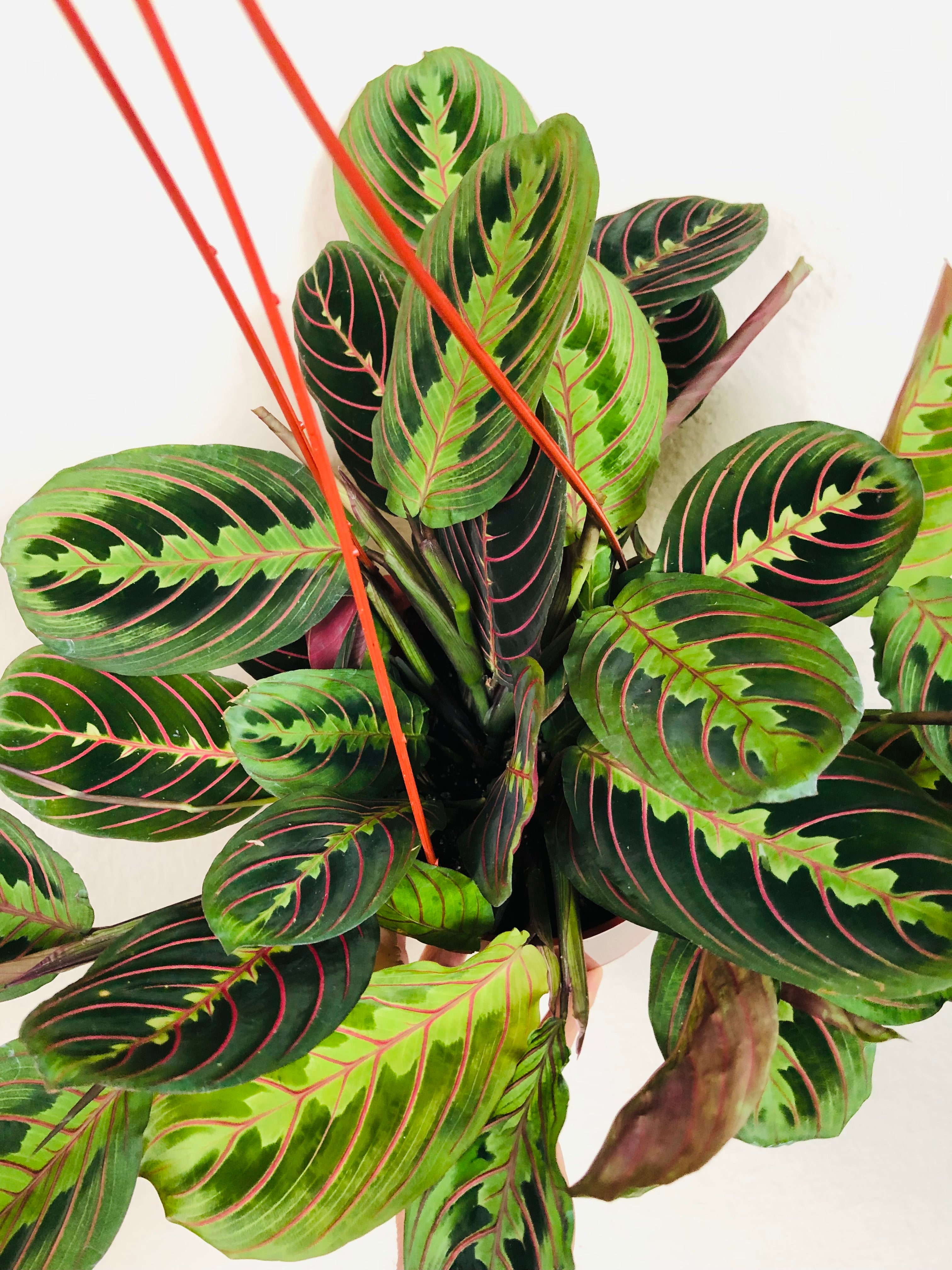 Maranta 'Red'
