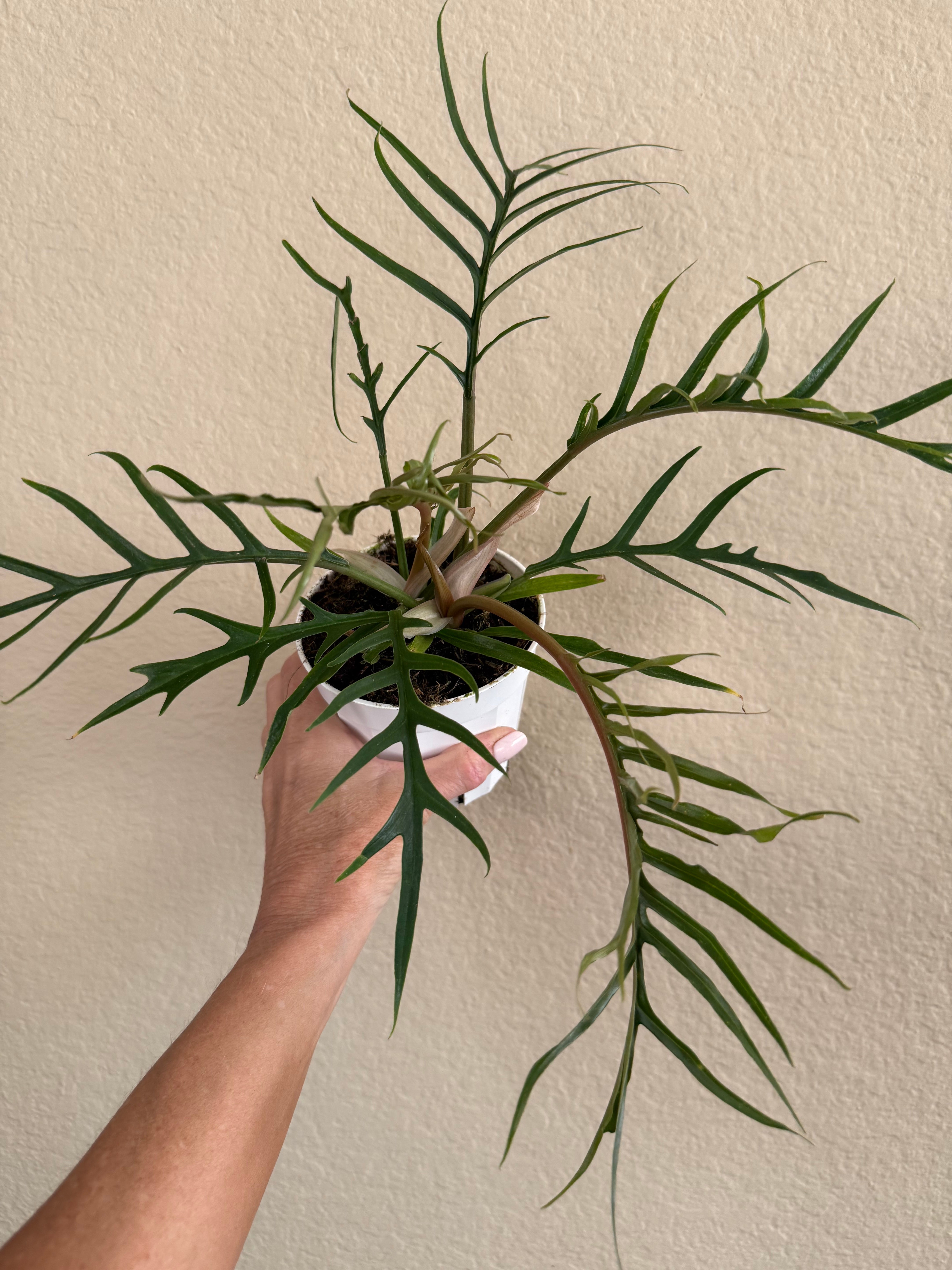 Philodendron Tortum