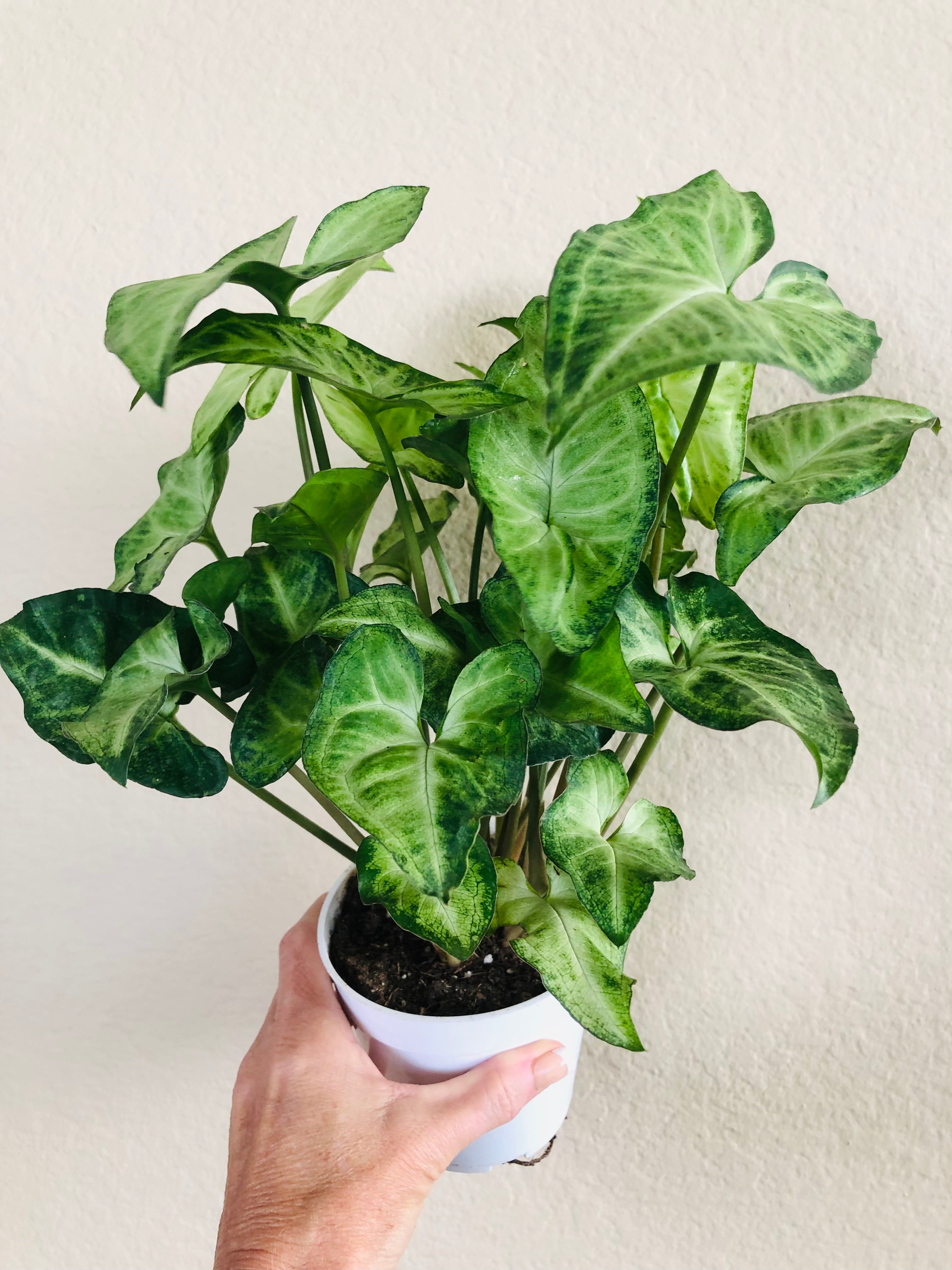 Syngonium 'White Butterfly'
