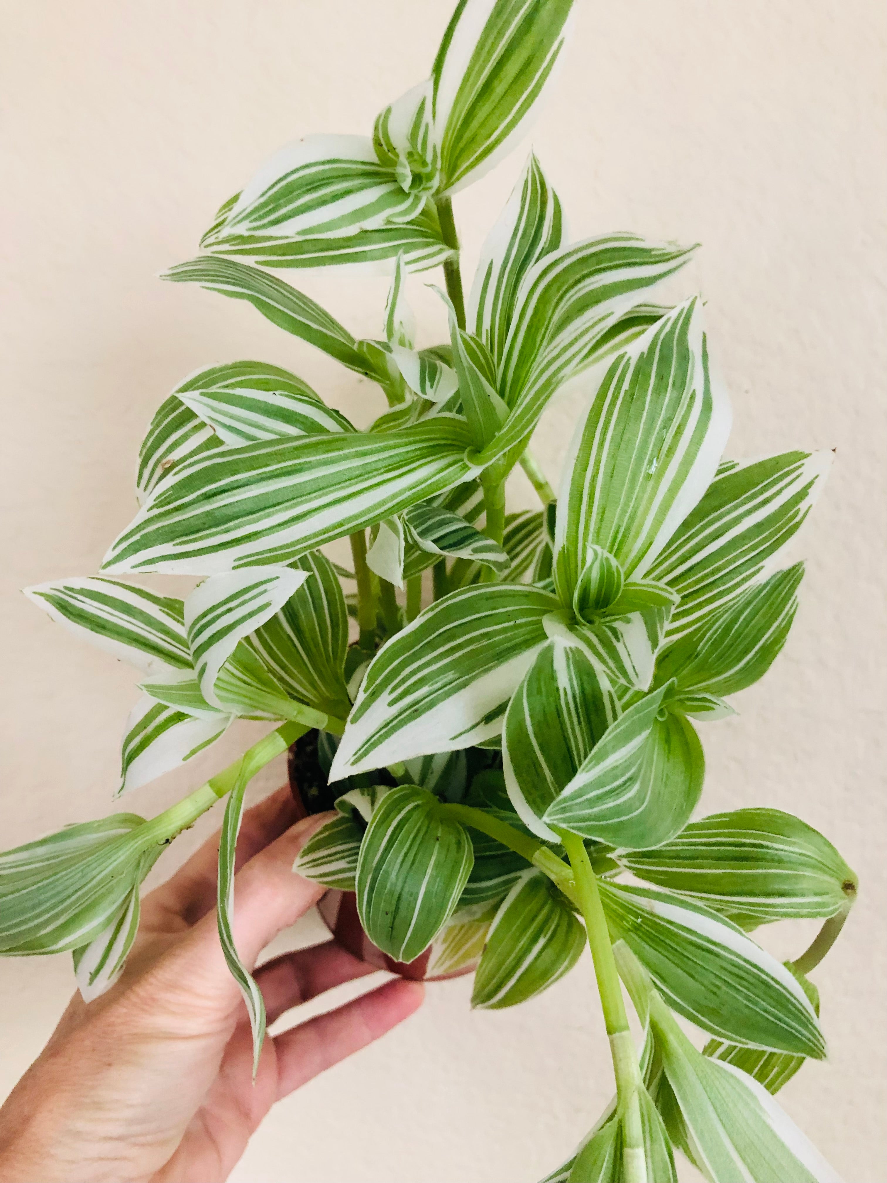 Tradescantia 'Albovittata'