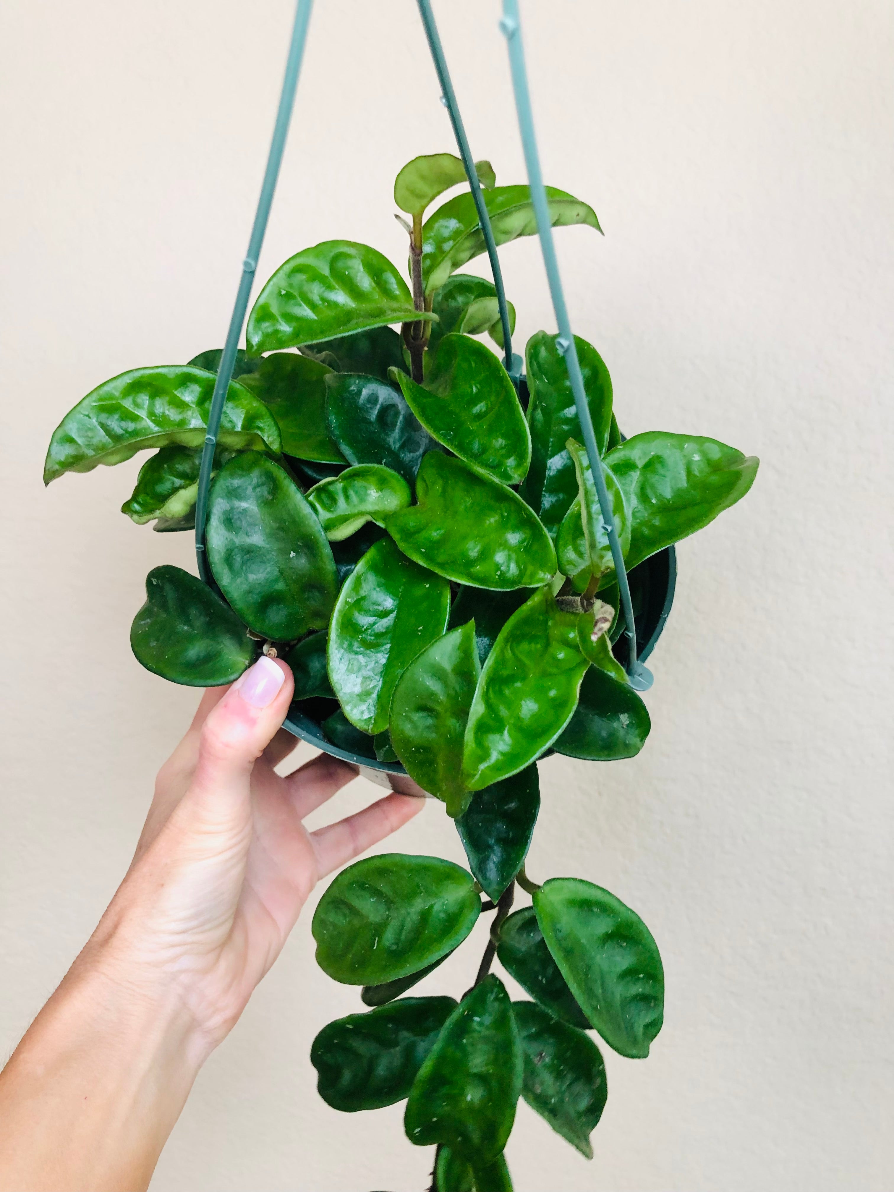 Hoya 'Krinkle'