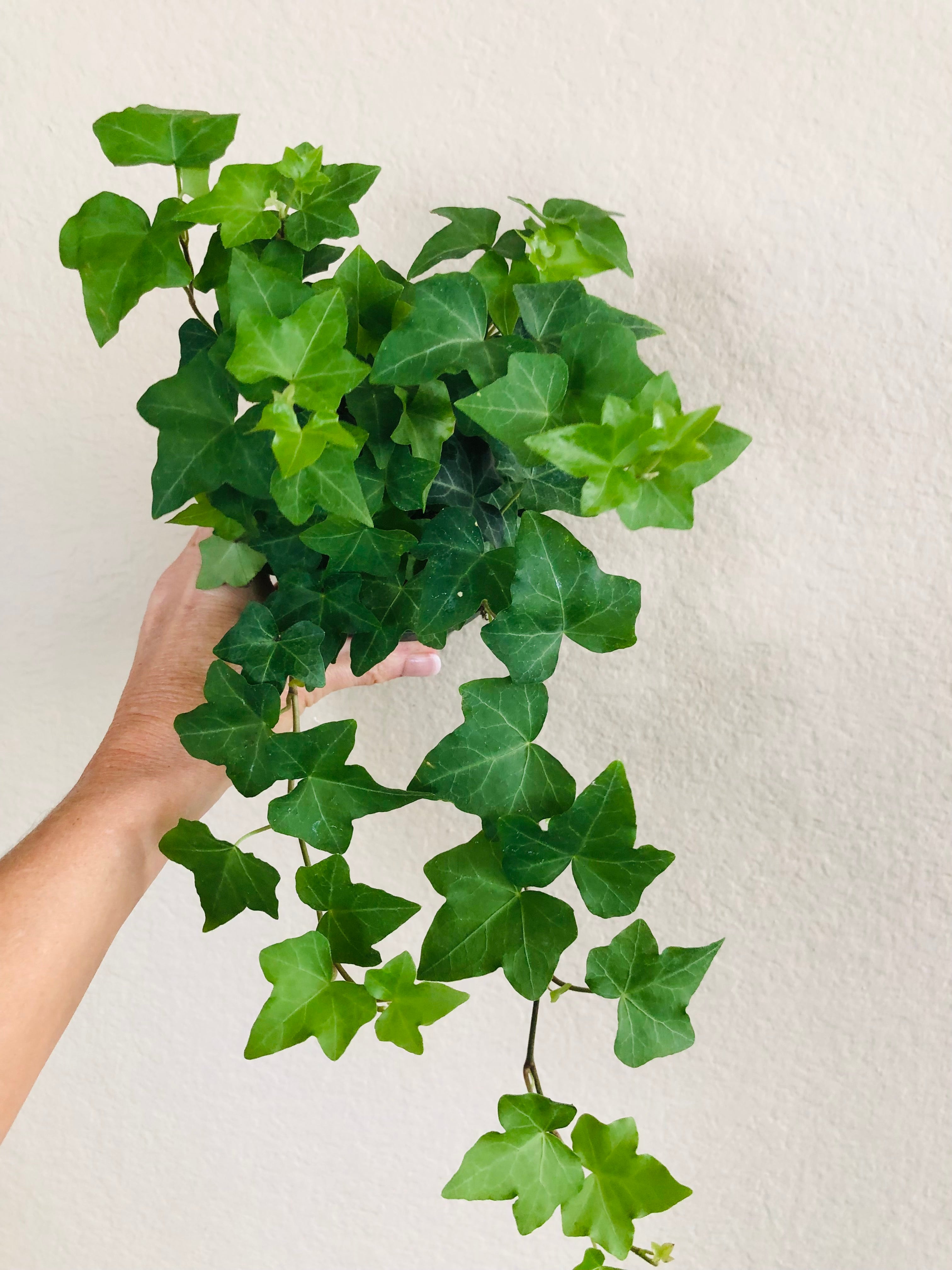 Ivy 'Green California'