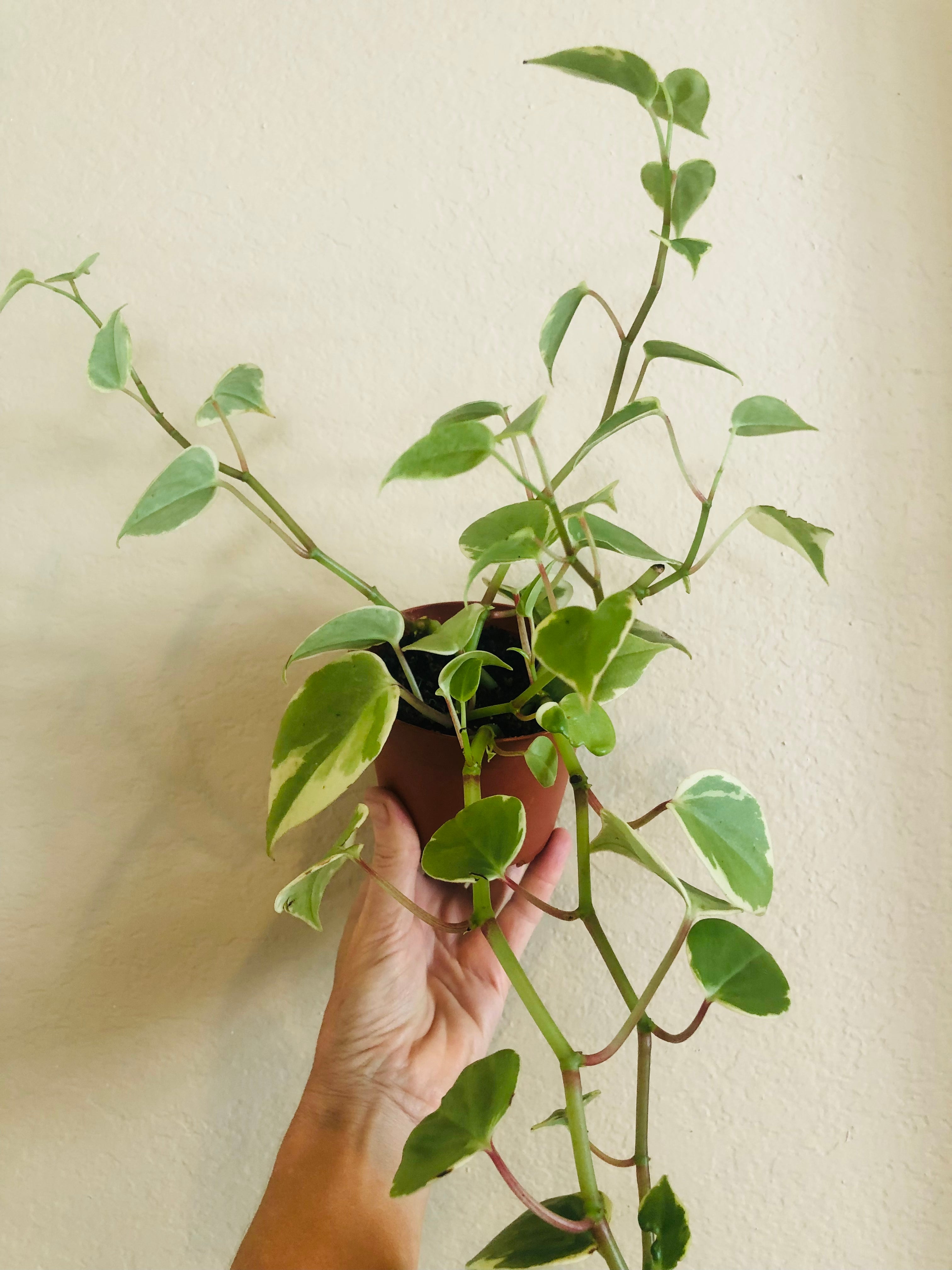 Peperomia Cupid