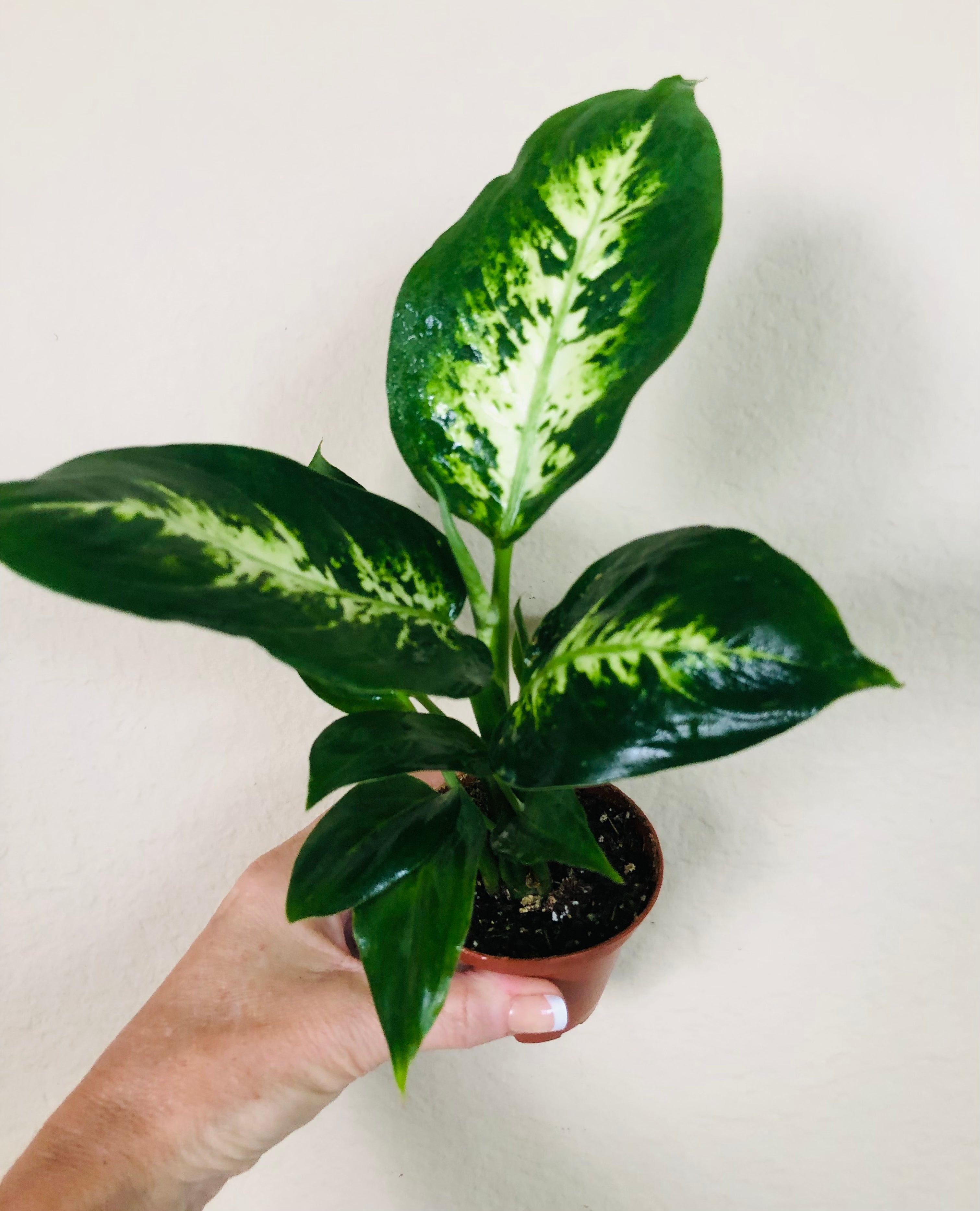 Dieffenbachia 'Compacta'