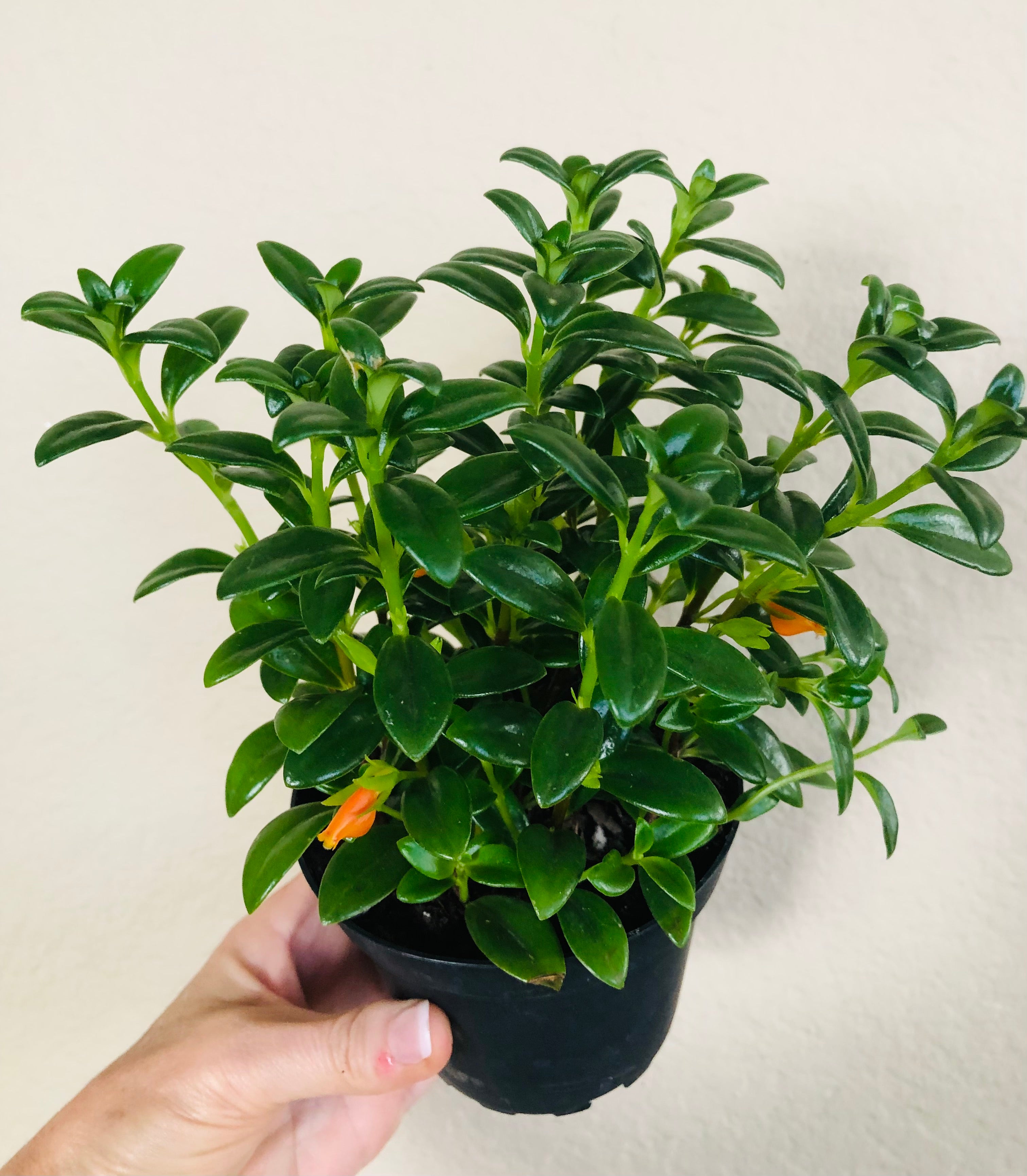 Goldfish Plant