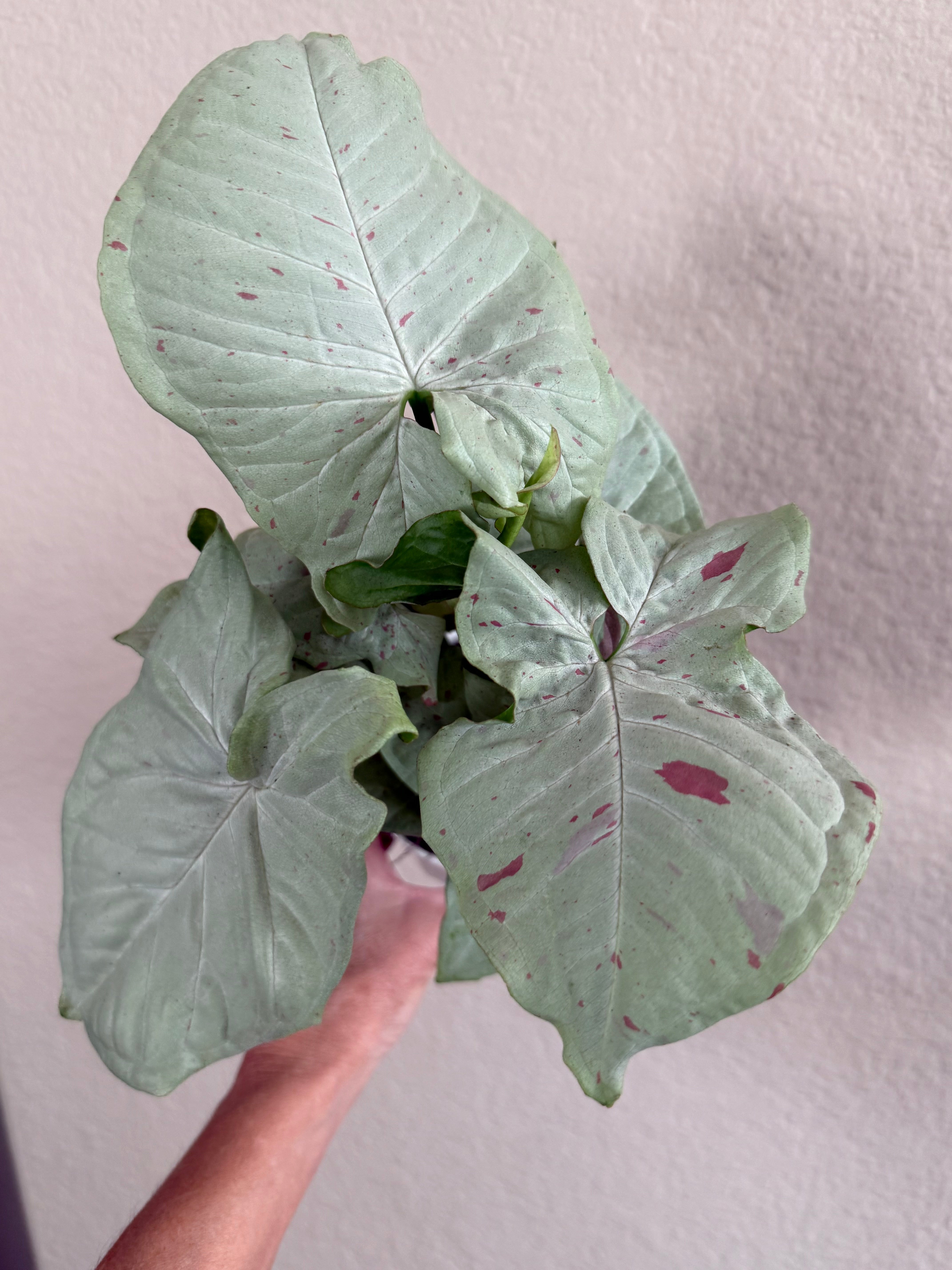 Syngonium 'Confetti'