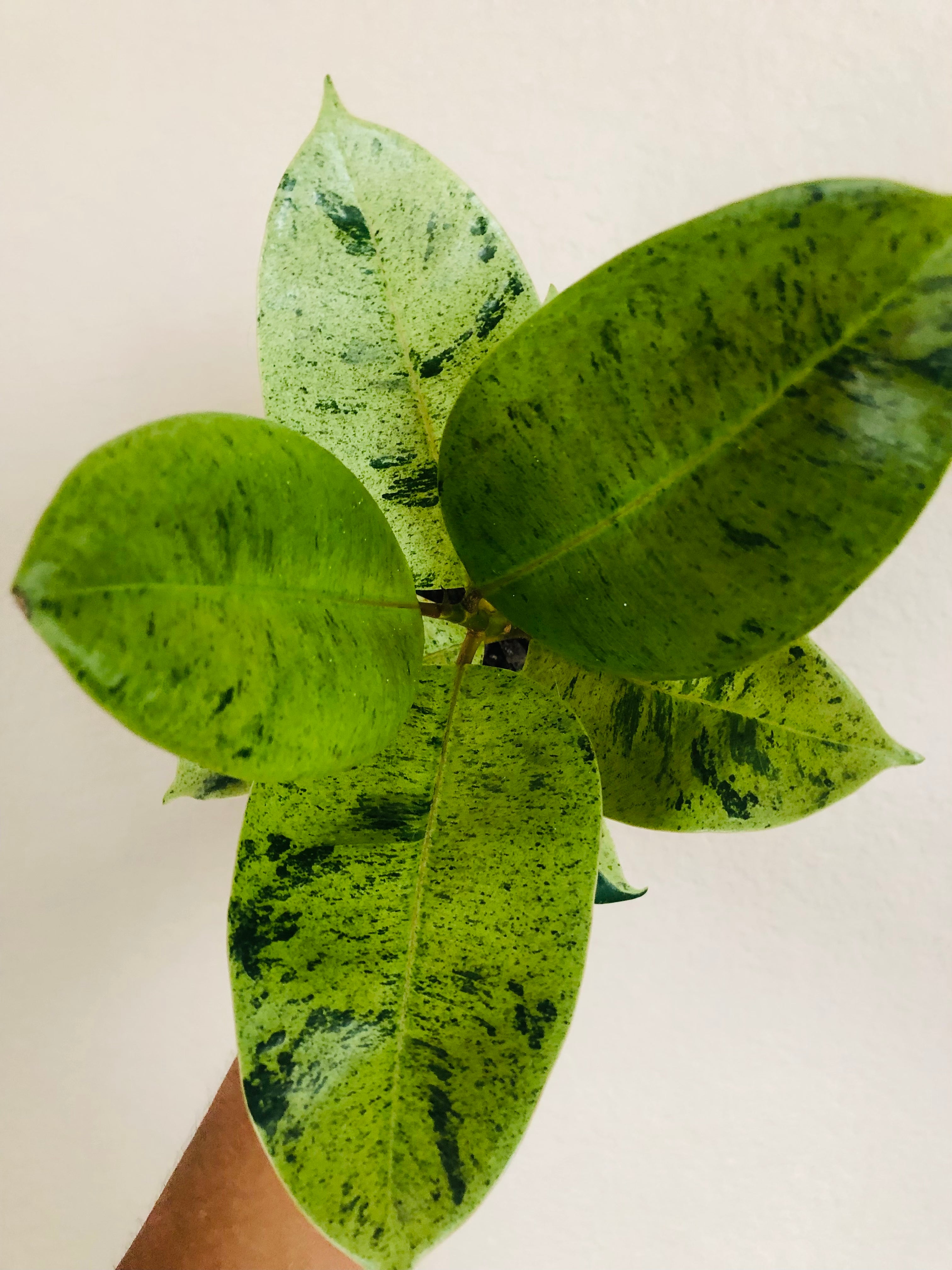Ficus Shivereana
