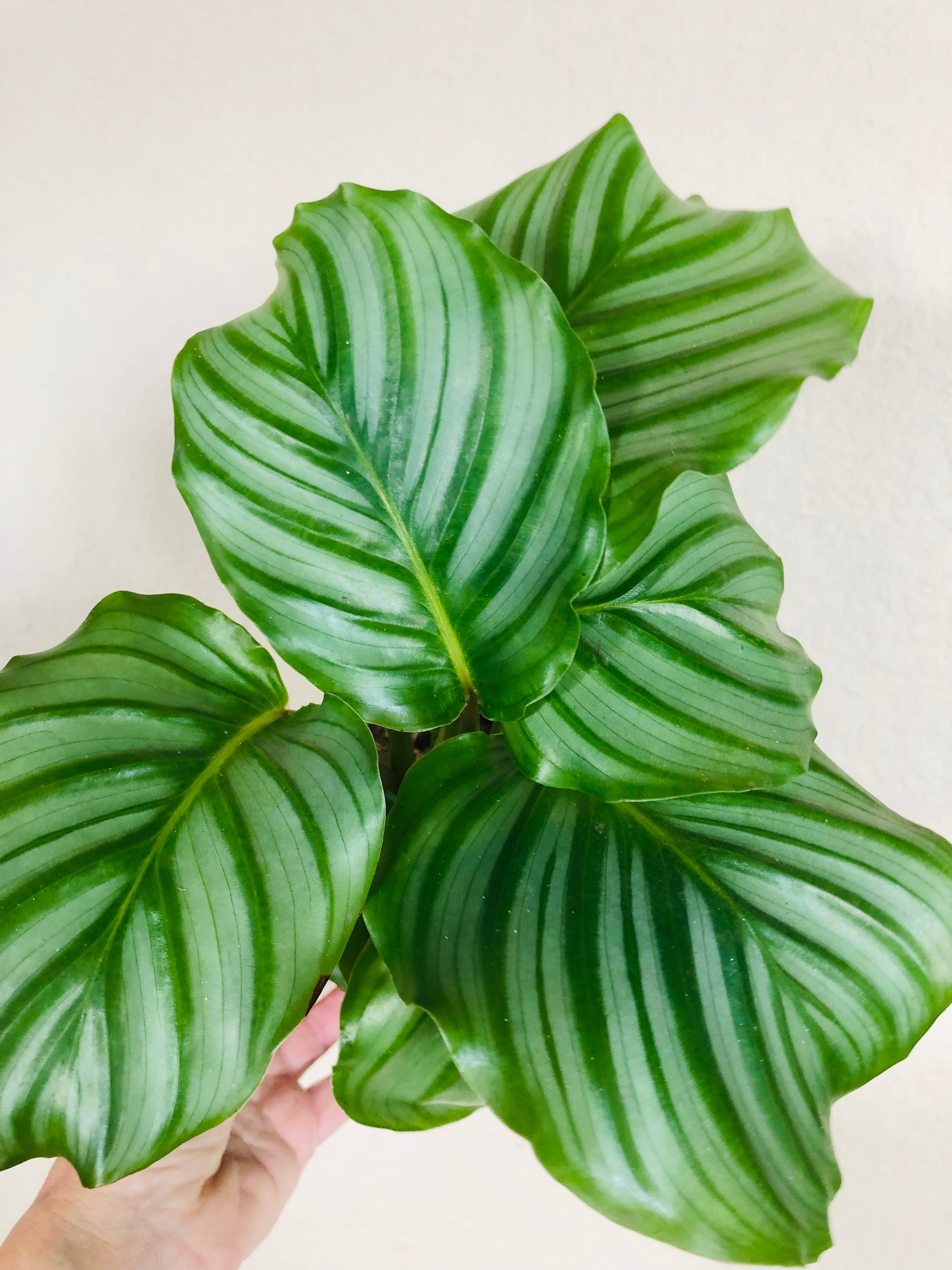 Calathea 'Orbifolia'