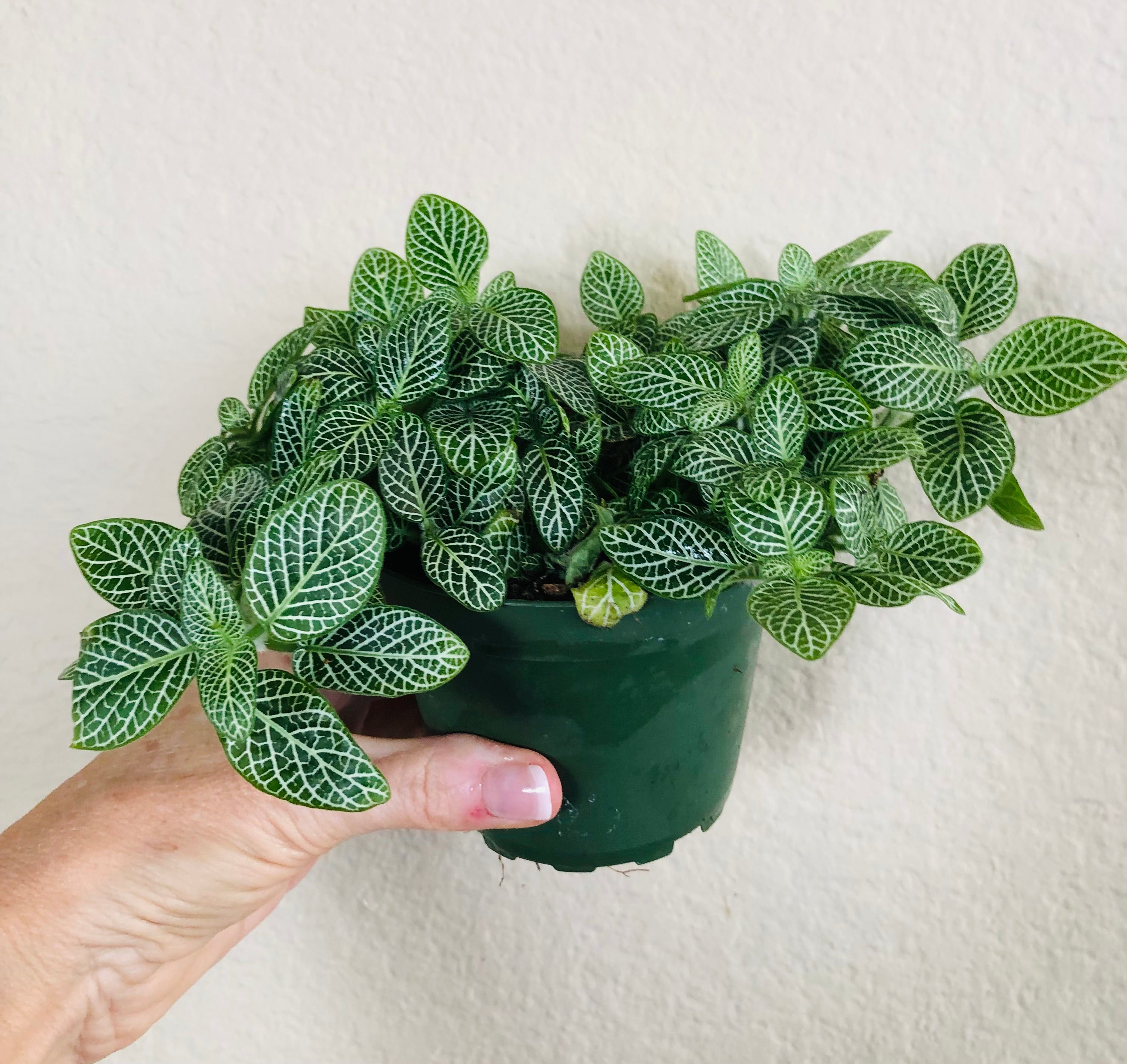 Fittonia 'Nerve Plant'