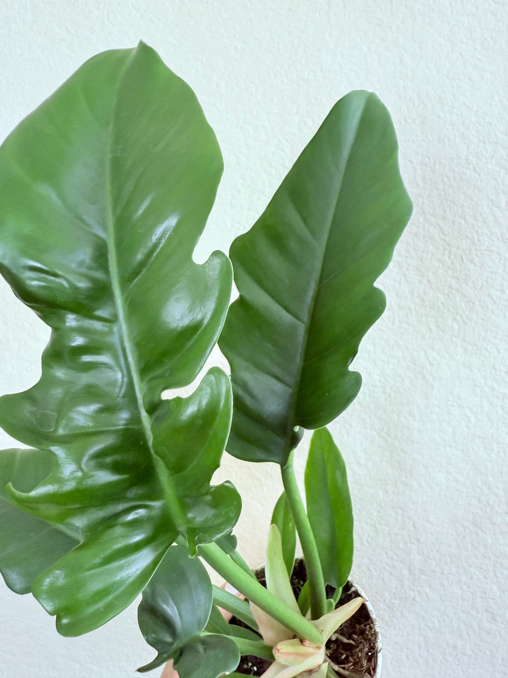 philodendron jungle boogie scientific name Philodendron 'Jungle Boogie'