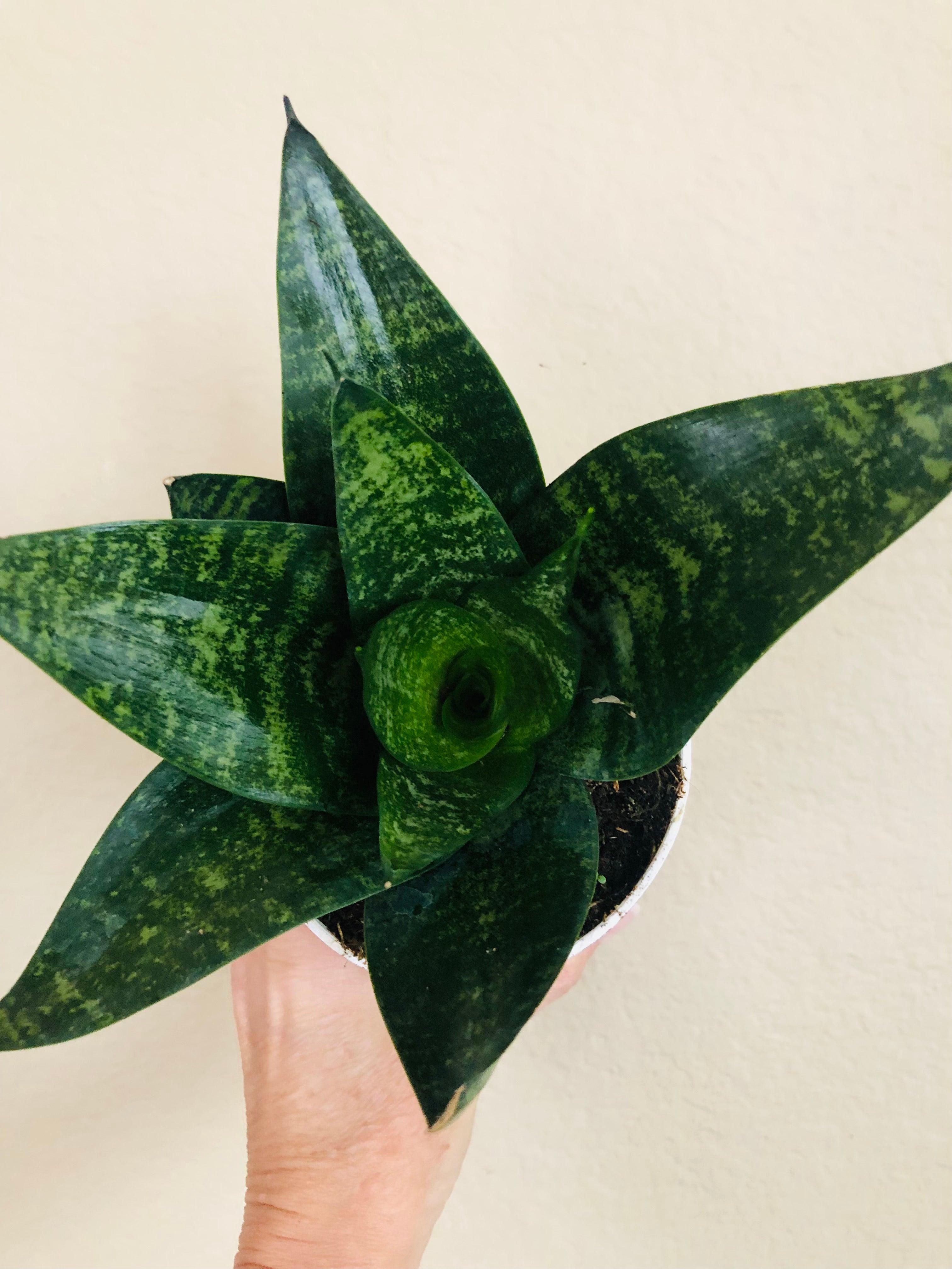 Sansevieria Hahnii 'Forest Star'