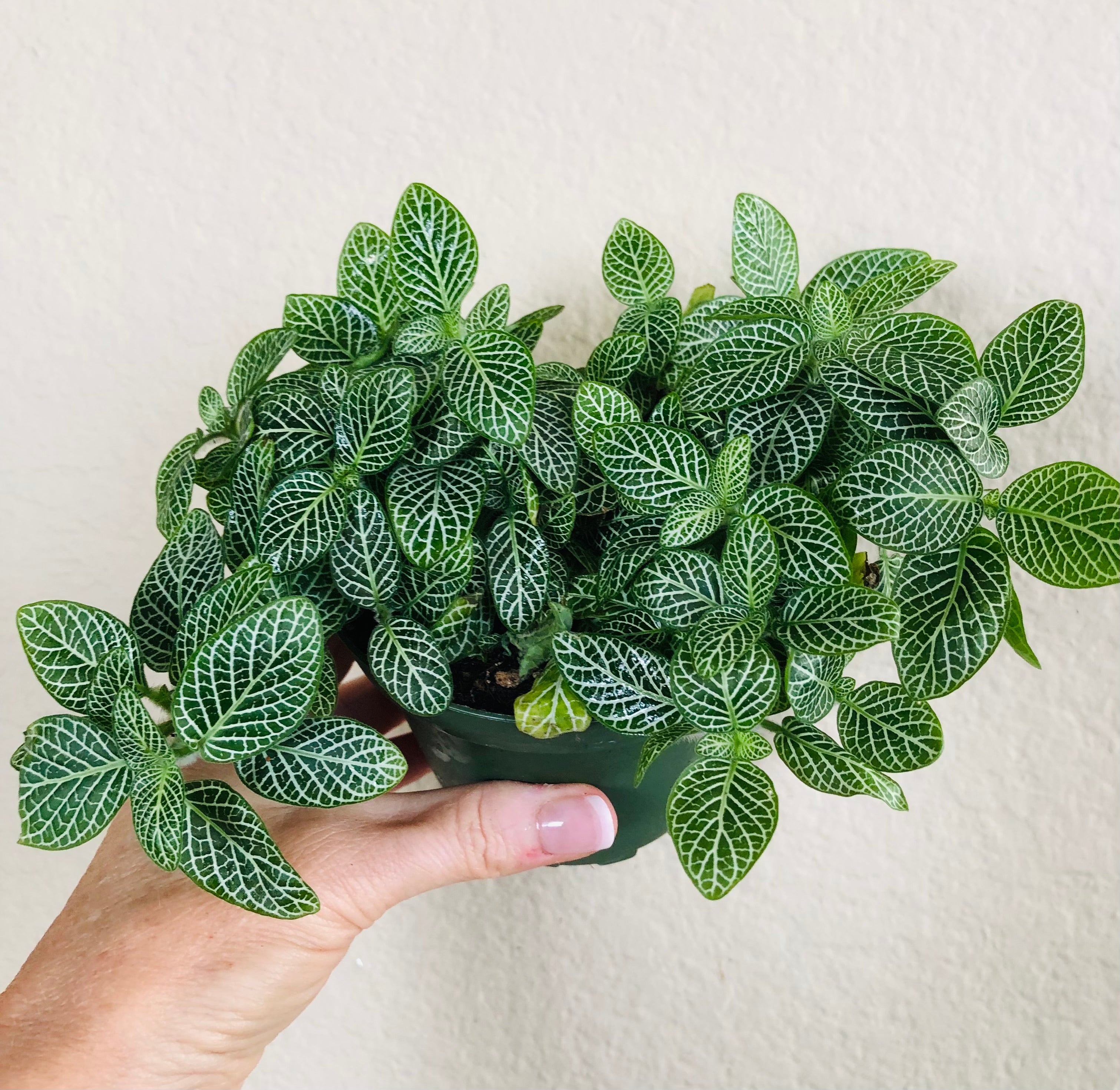 Fittonia 'Nerve Plant'