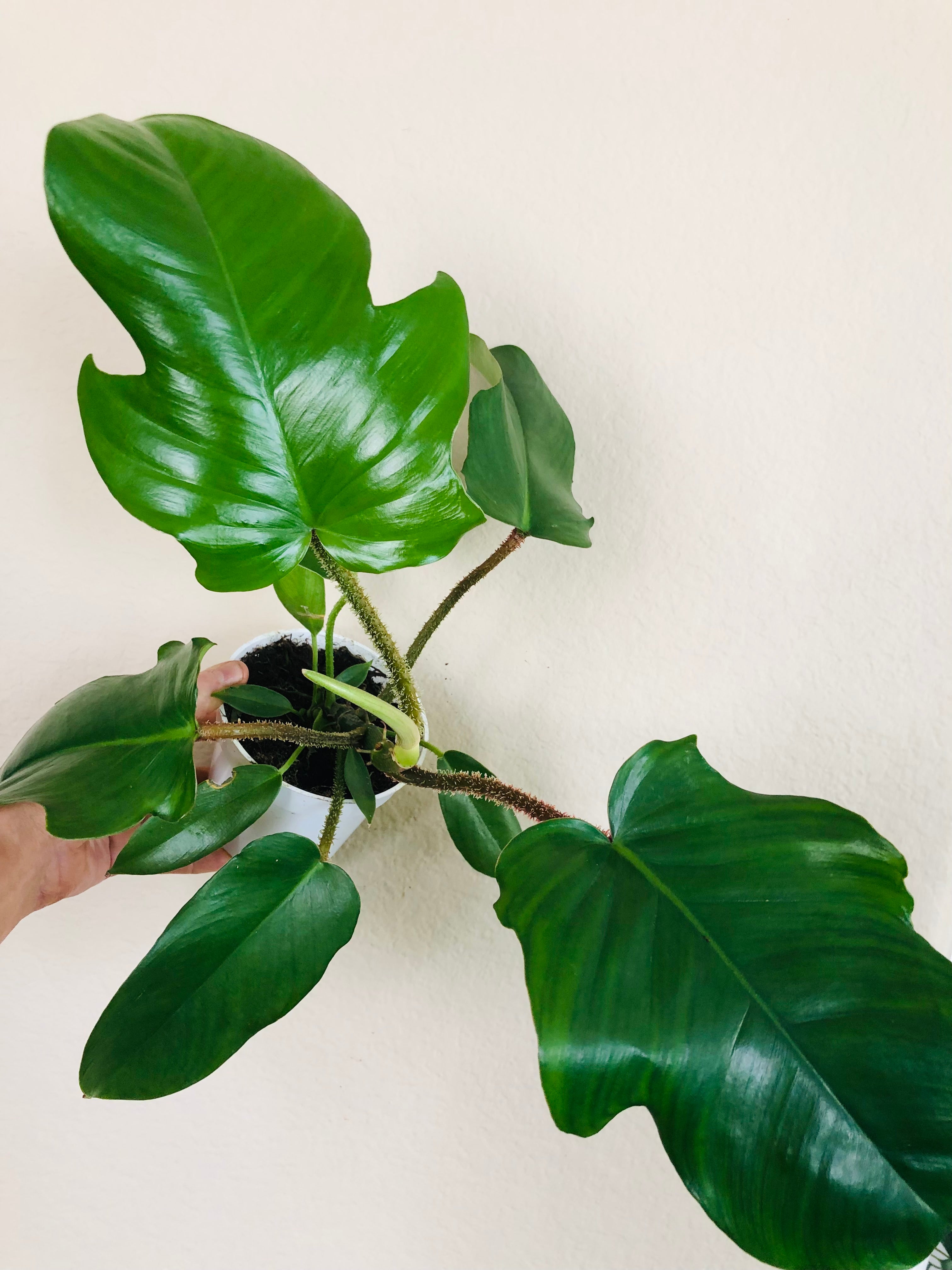 Philodendron 'Fuzzy Petiole'