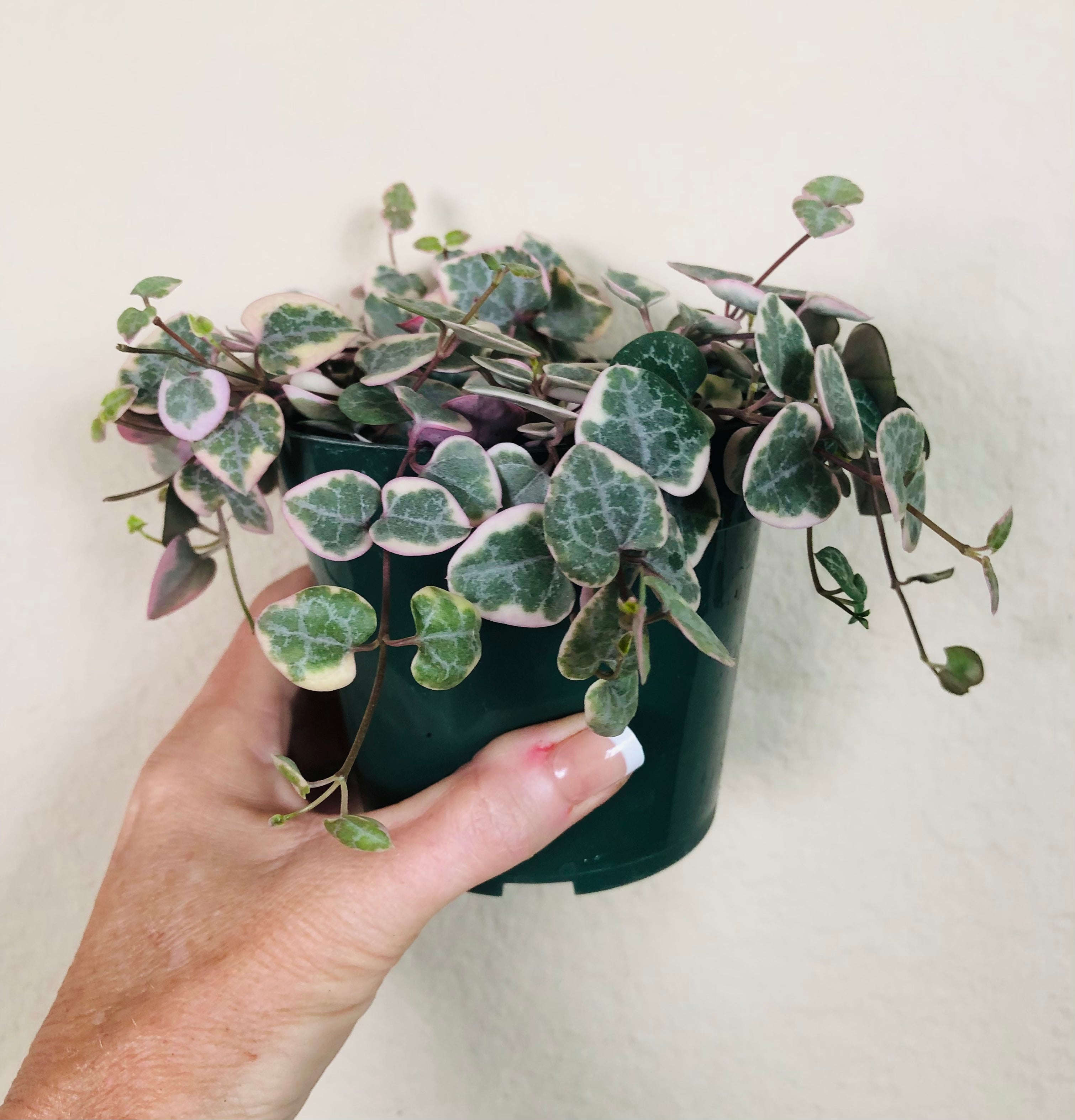 Variegated String Of Hearts