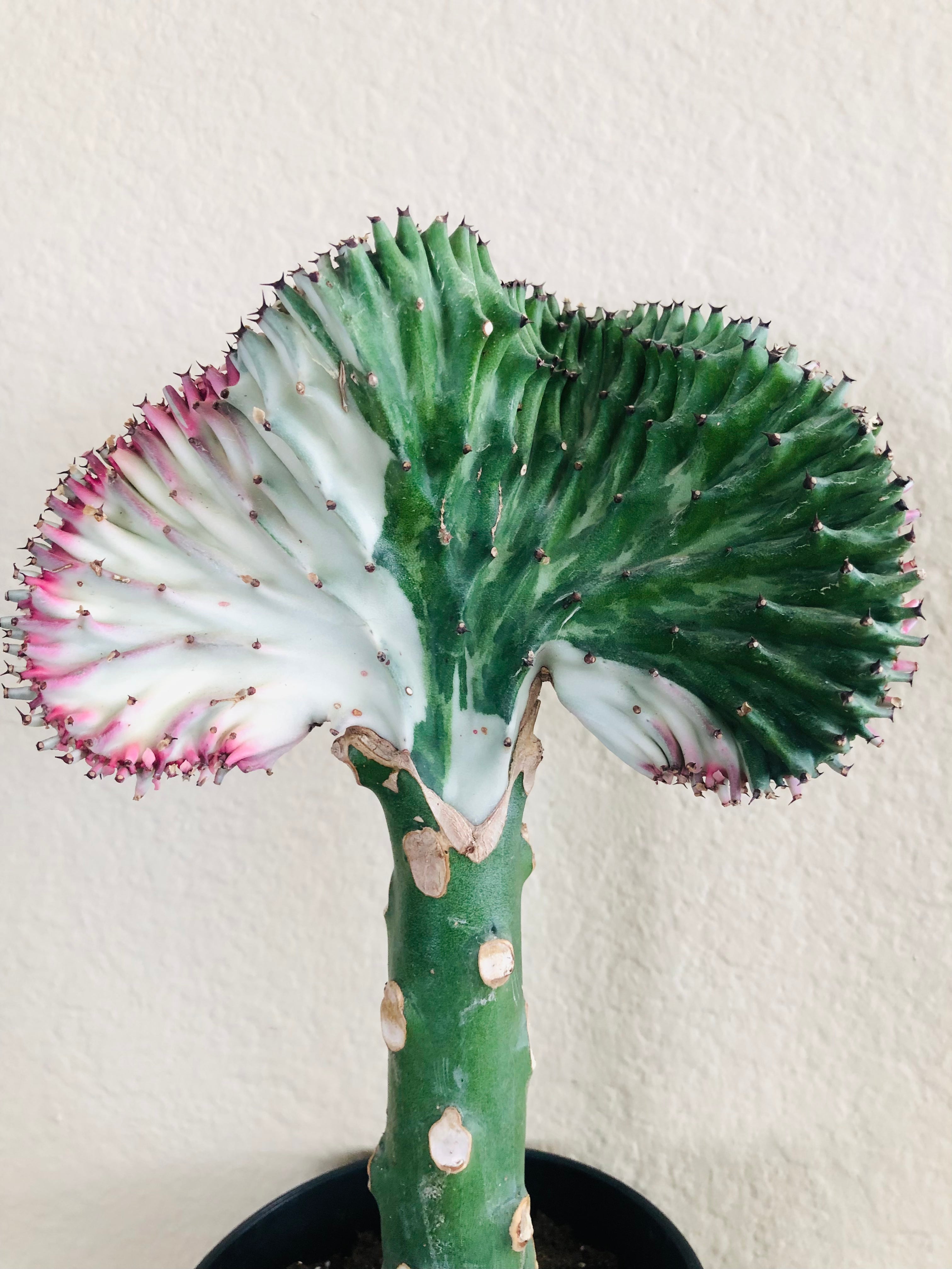 Euphorbia lactea Cristata 'Coral Cactus'