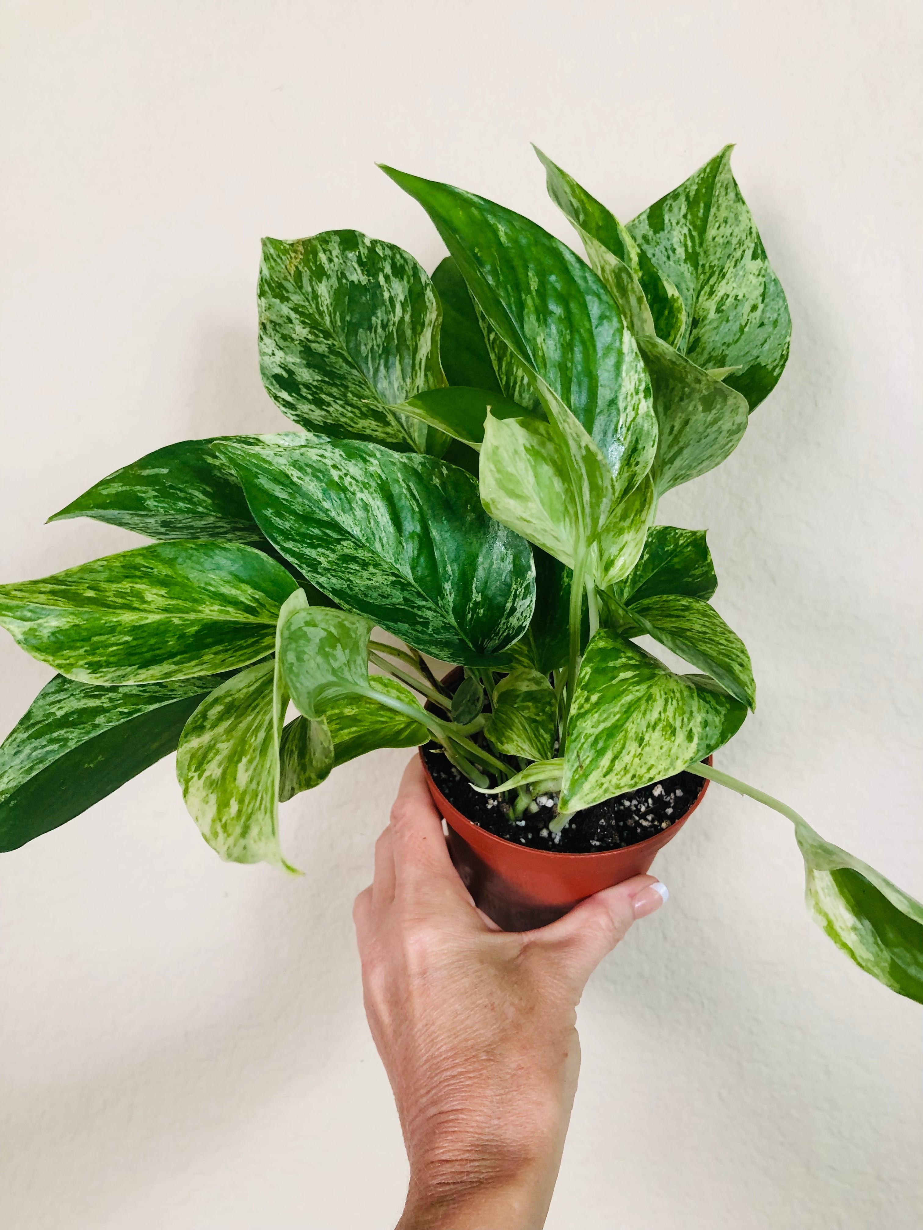 Pothos 'Marble Queen' | ‘Snow Queen’