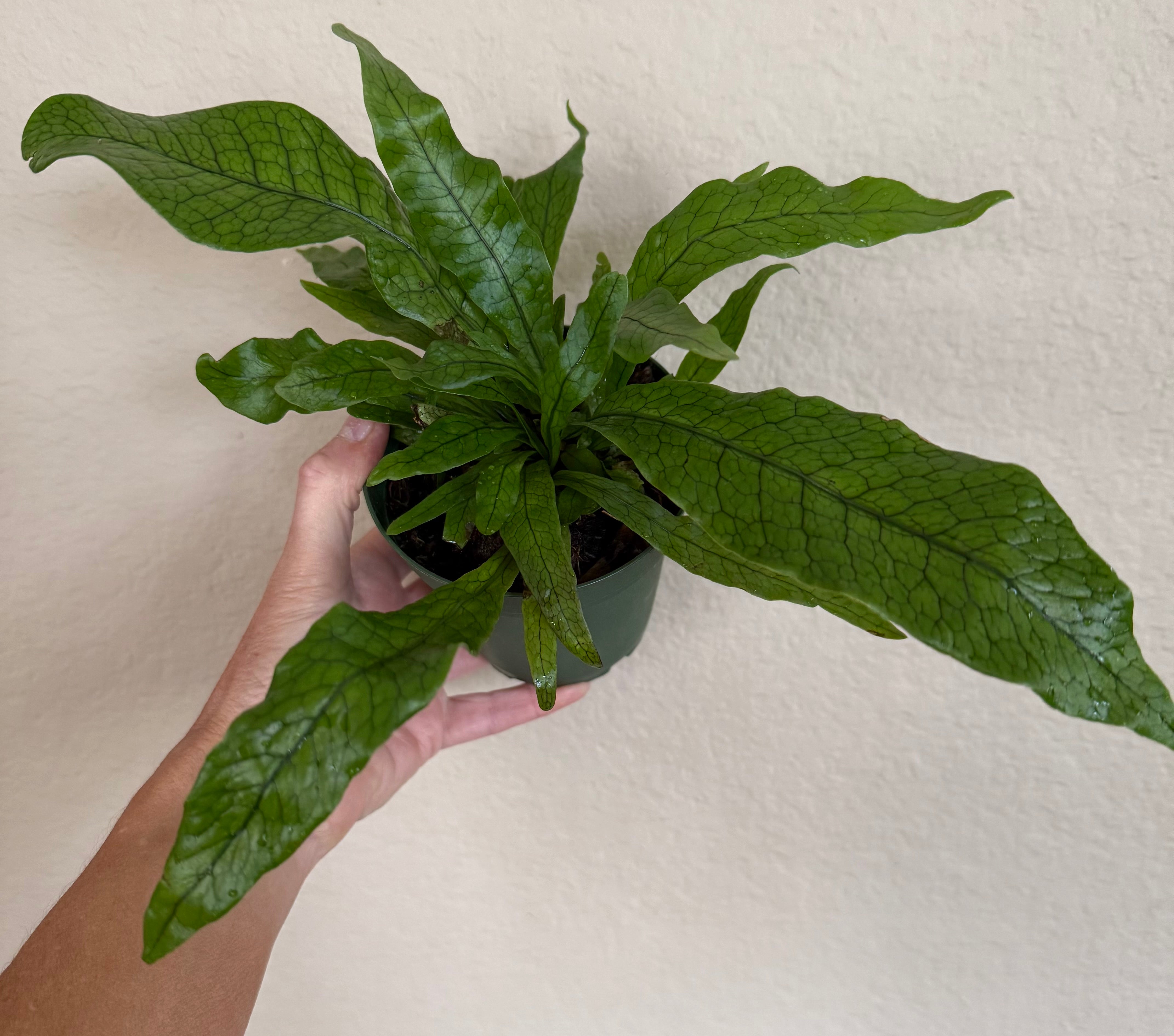 Crocodile Fern