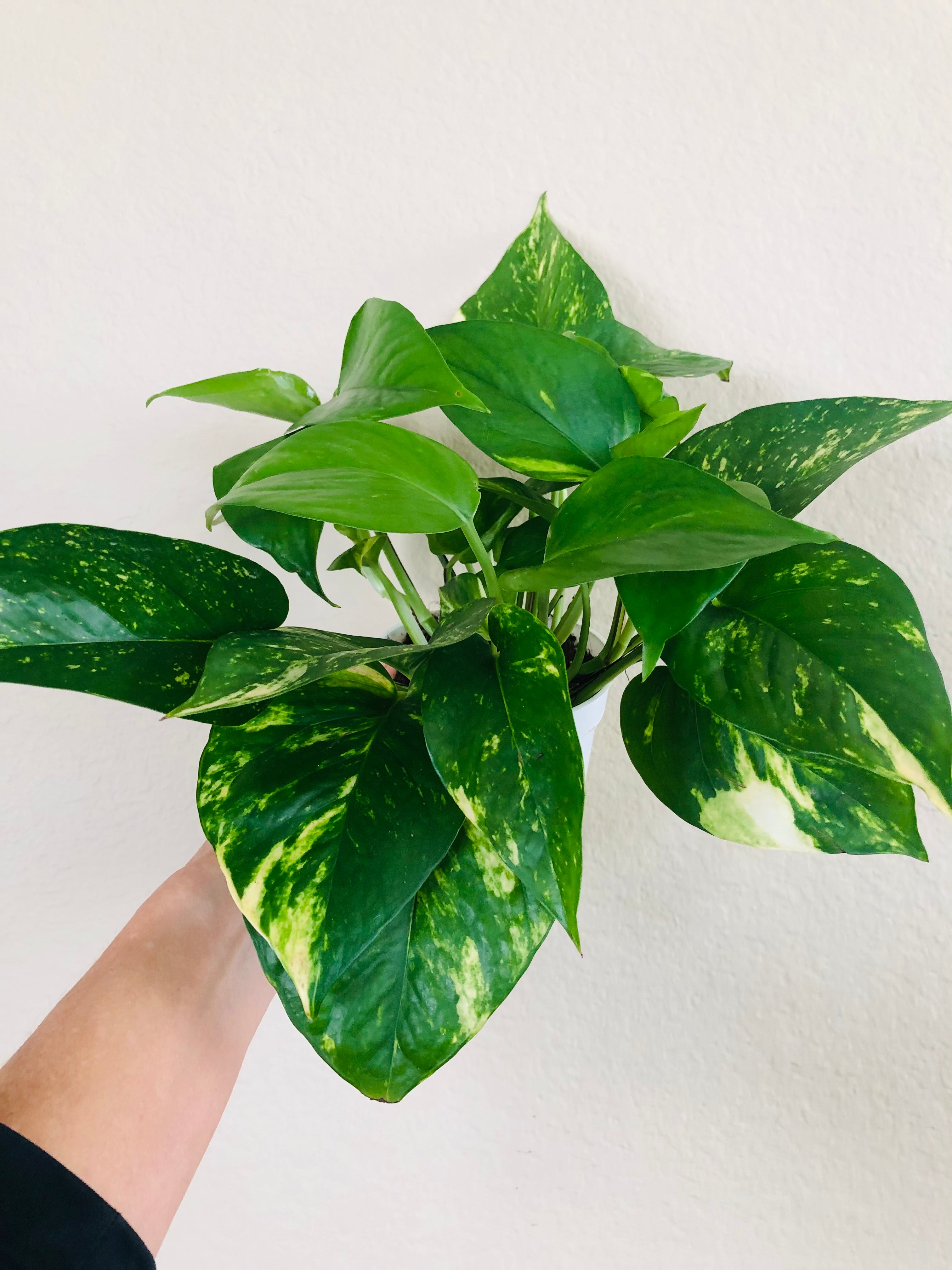 Pothos 'Golden'