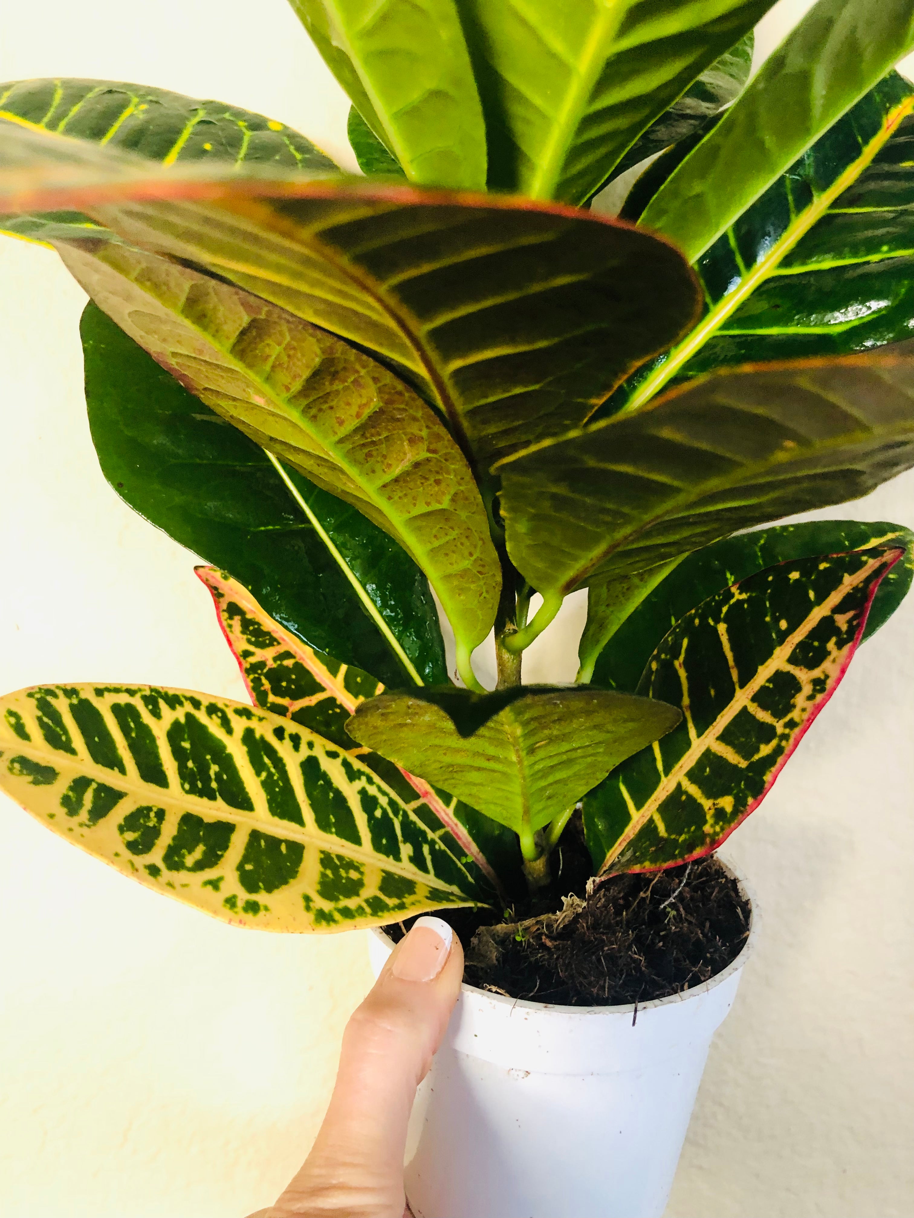 Croton Petra 'Joseph's Coat'