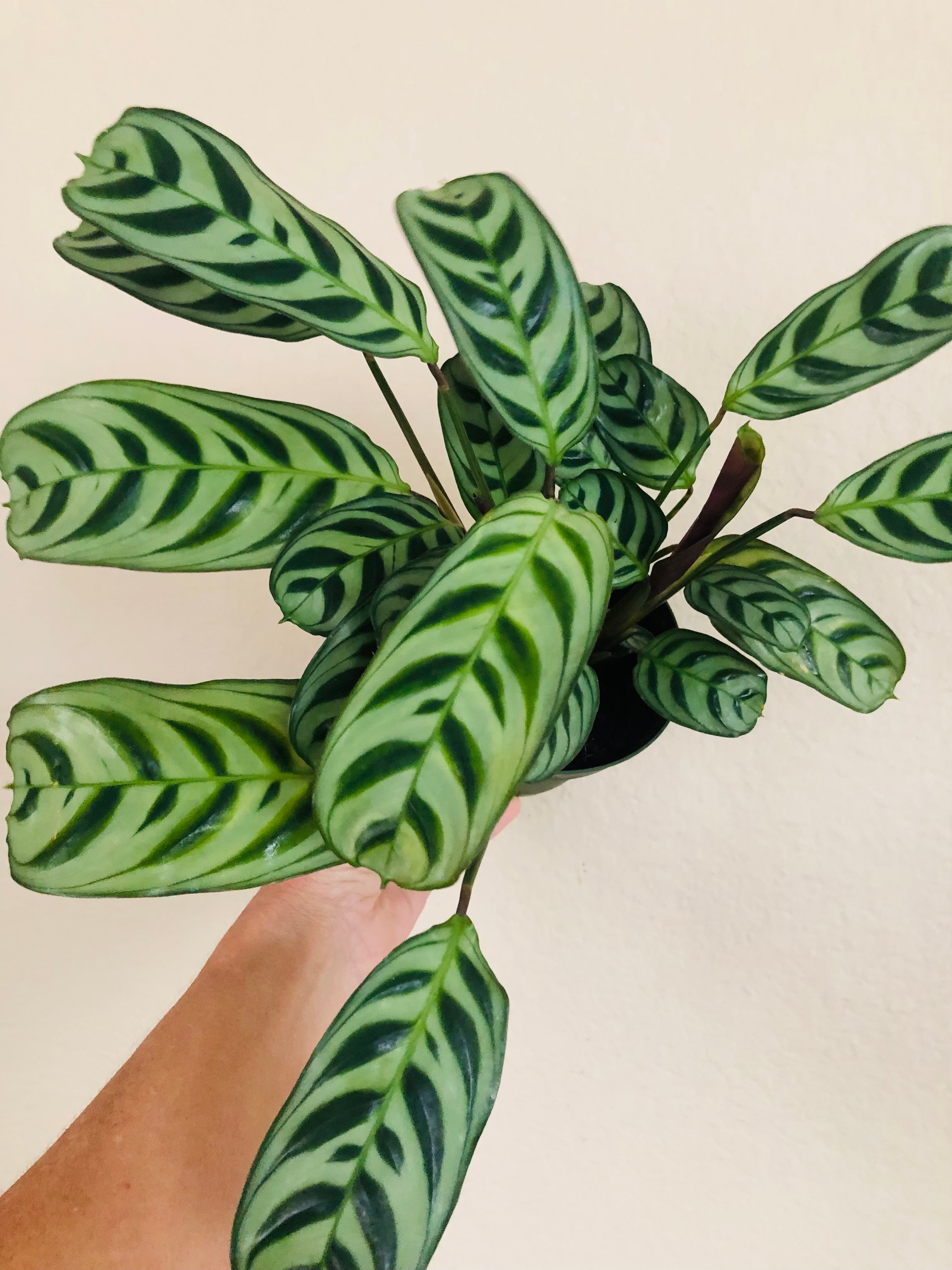 Calathea 'Burle Marxii'