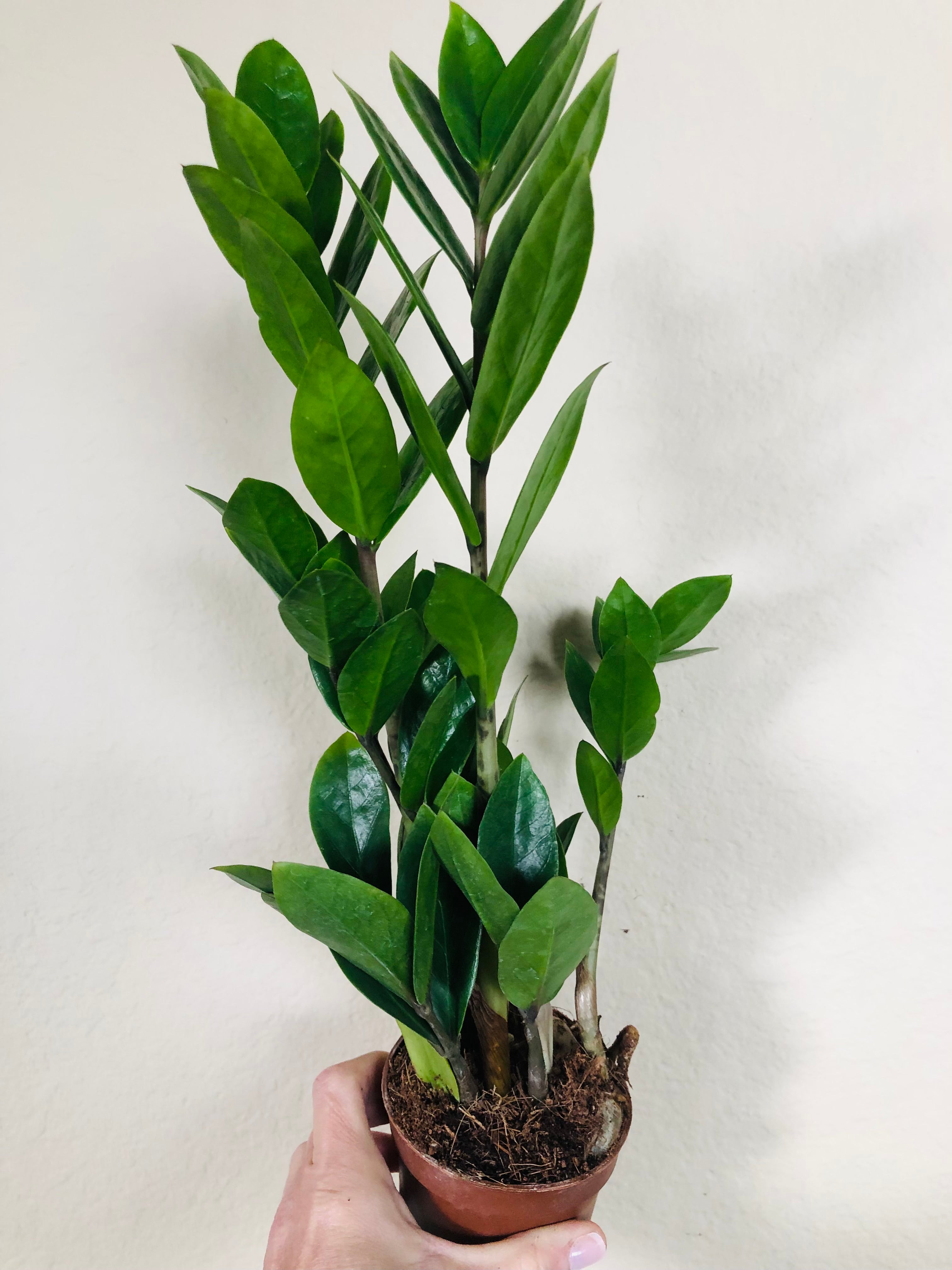 Zamioculcas Zamiifolia 'ZZ'