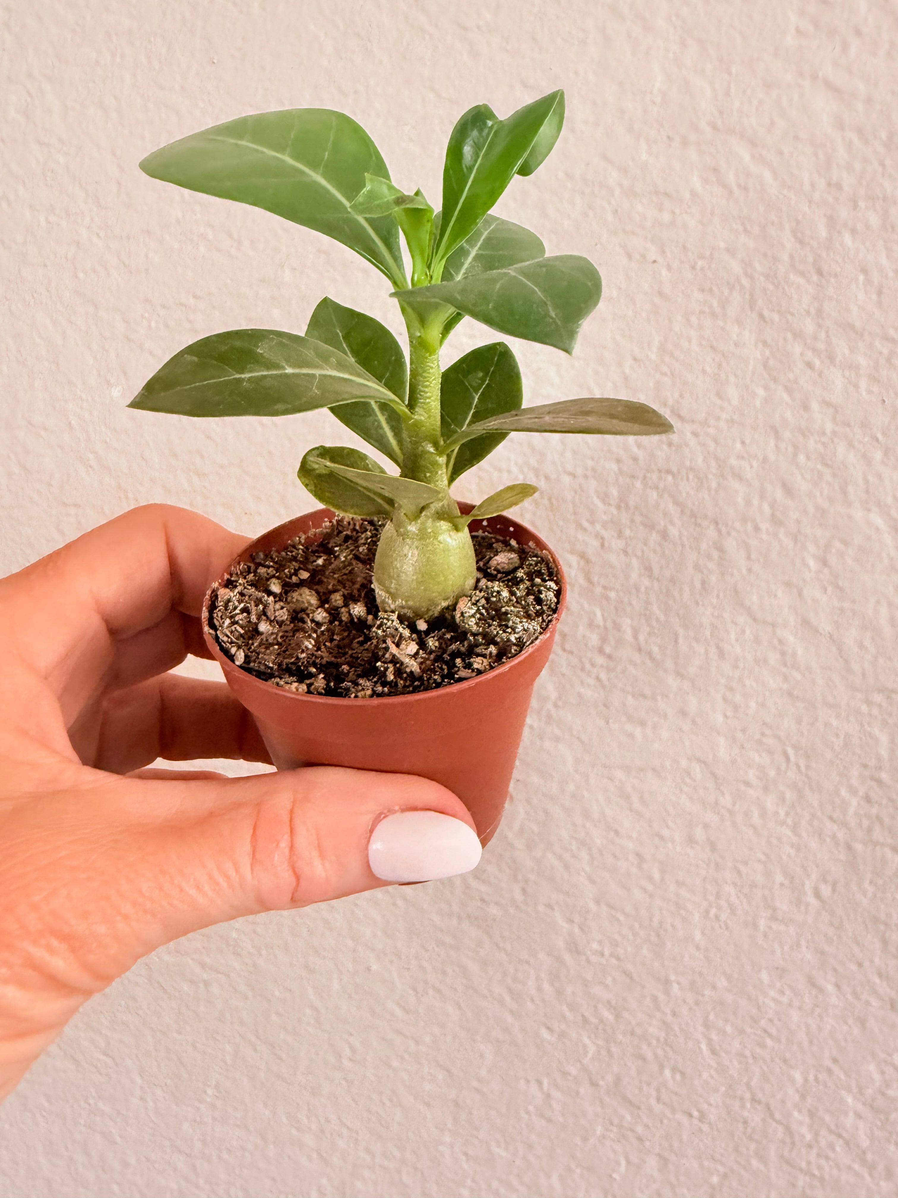 Adenium Obesum 'Desert Rose'