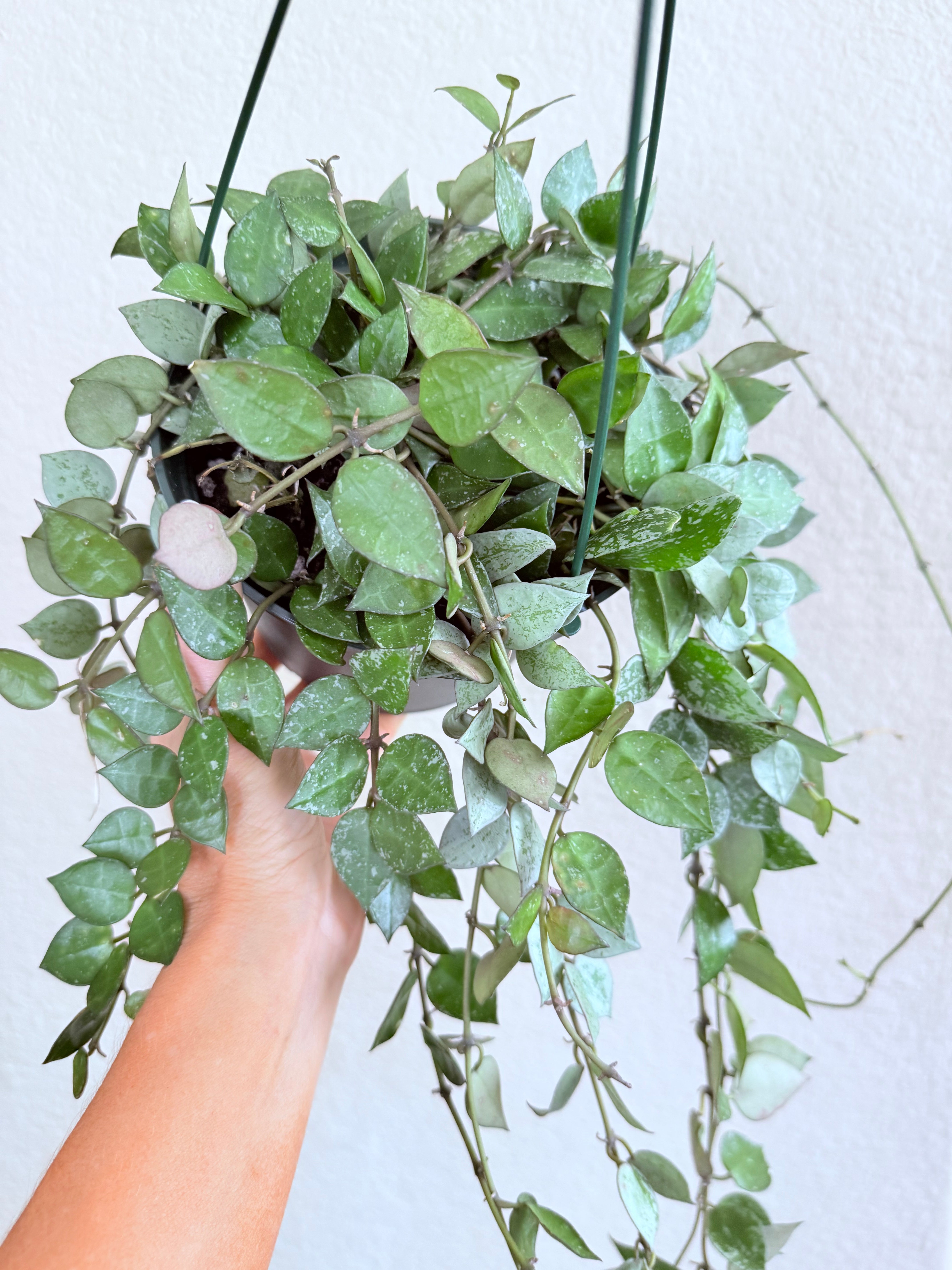 Hoya Eskimo