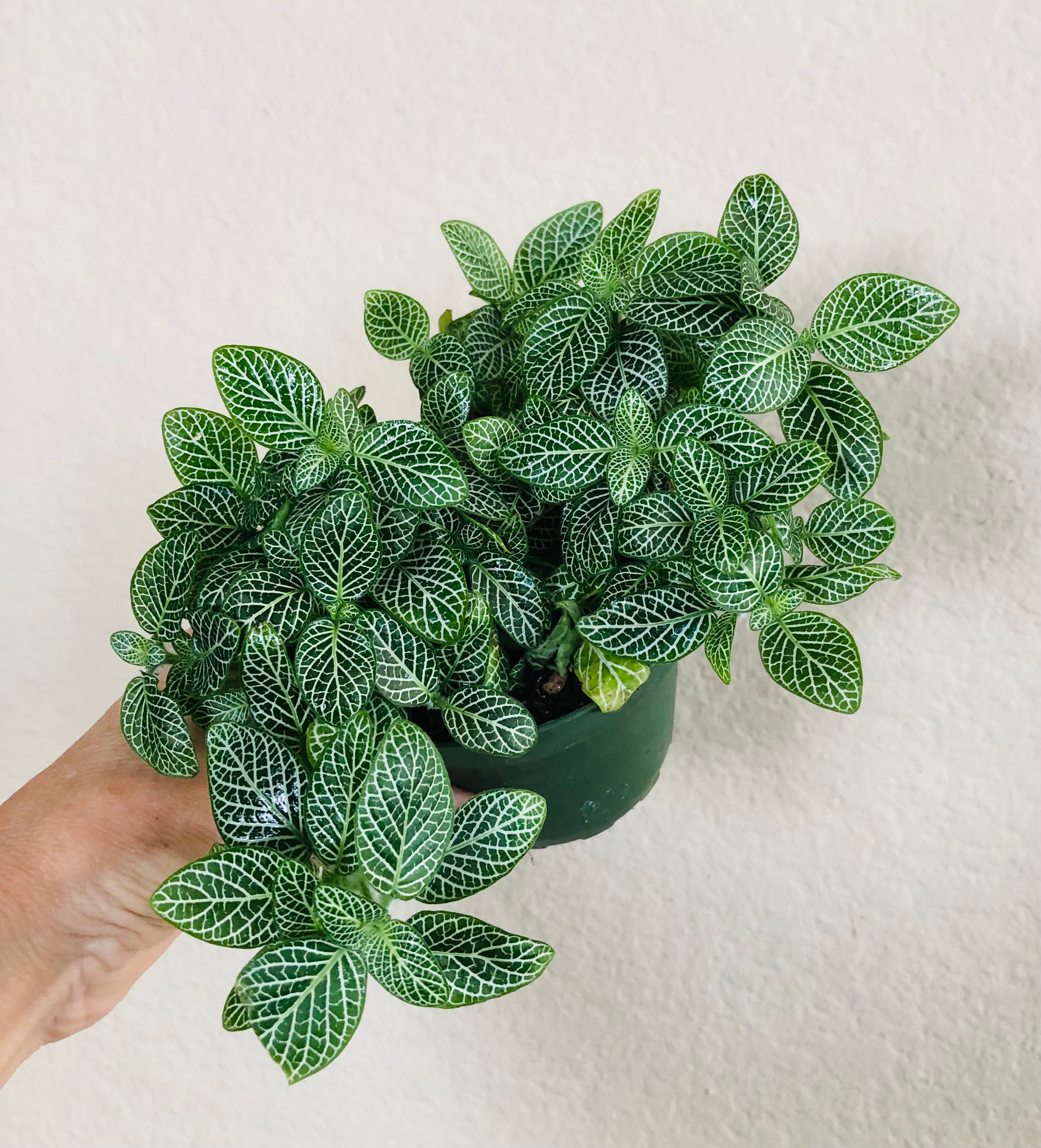 Fittonia 'Nerve Plant'