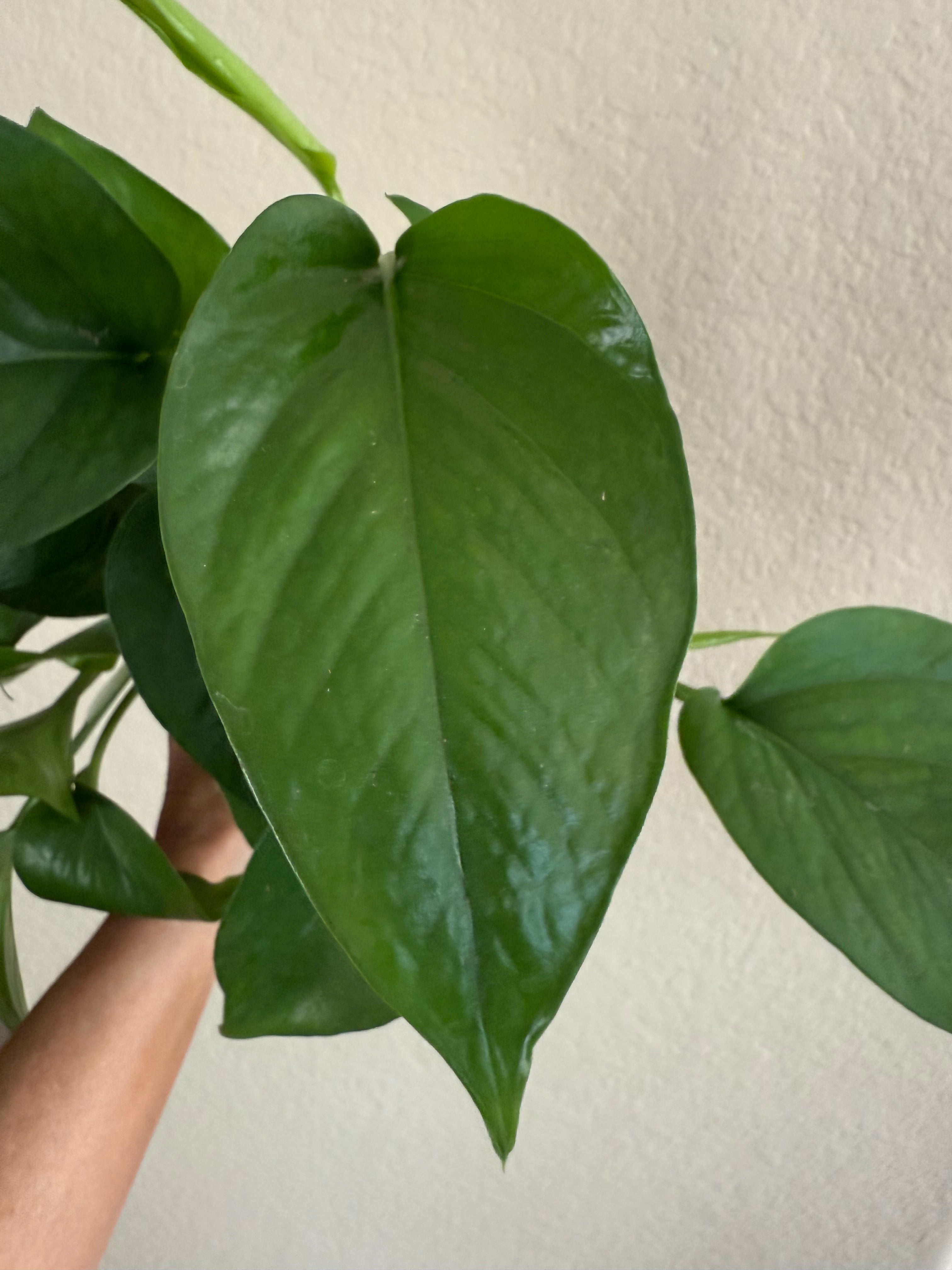 Pothos 'Jade'