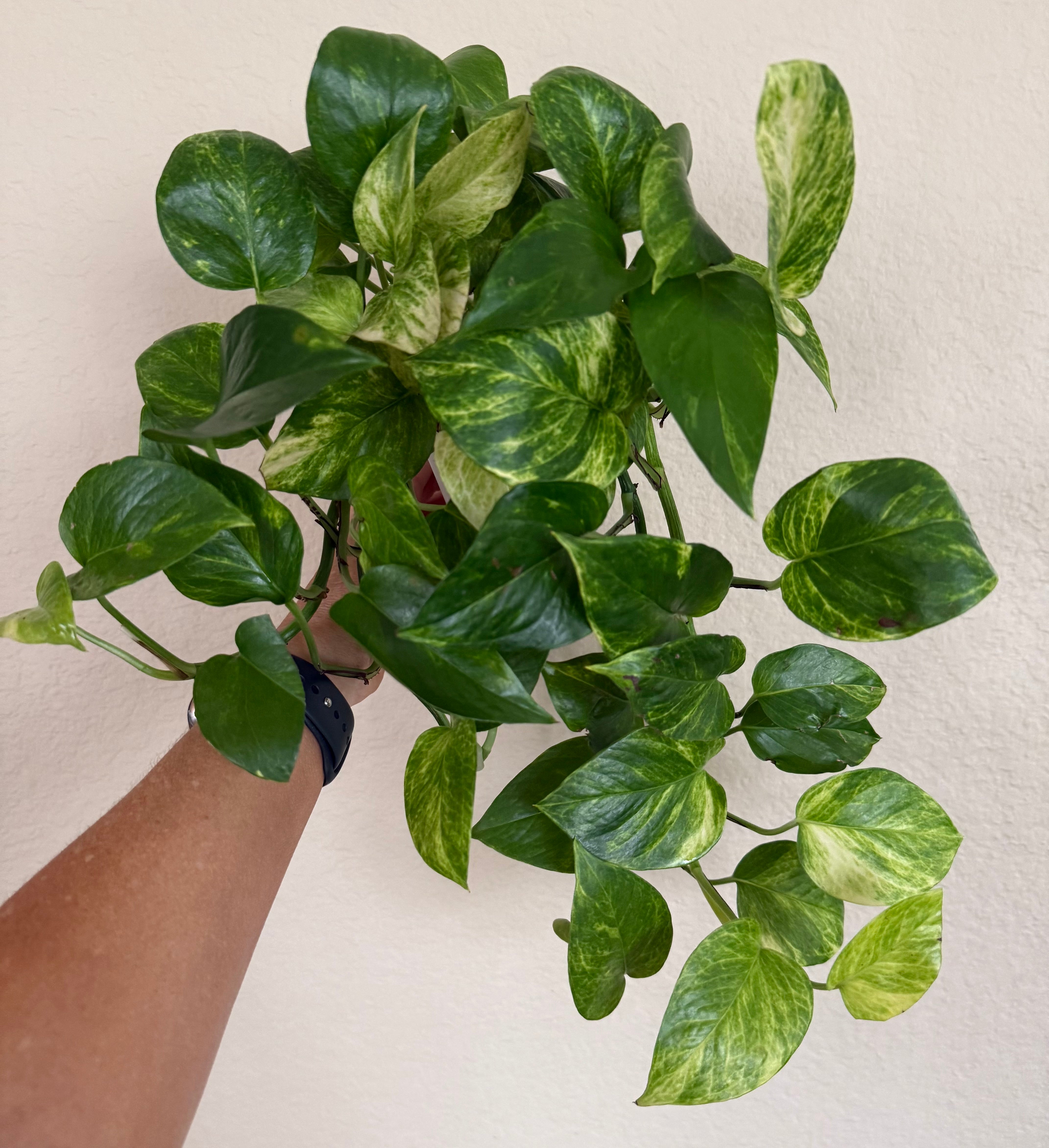 Neon Queen Pothos