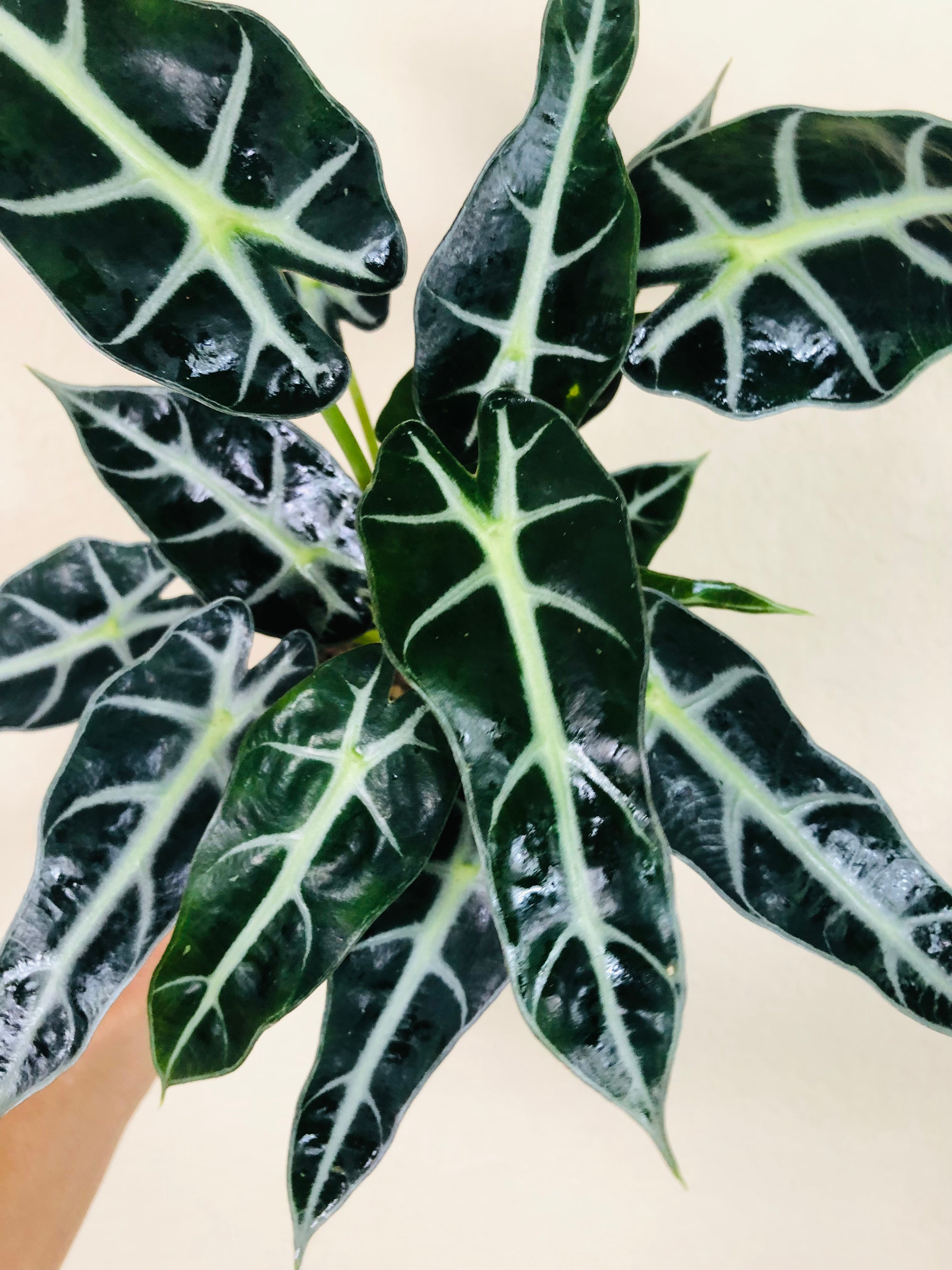 Alocasia Amazonica 'Bambino'