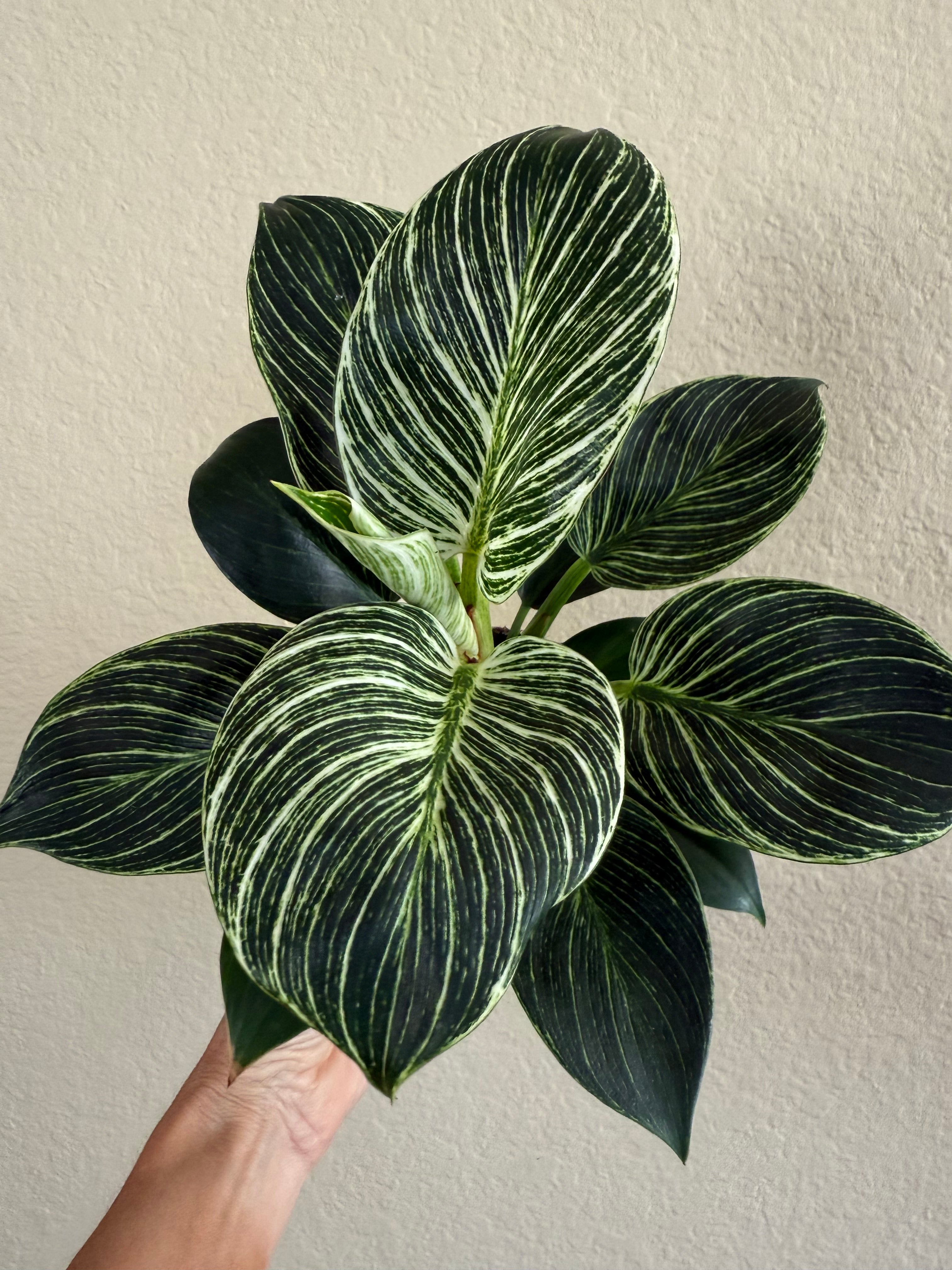 Philodendron 'Birkin'