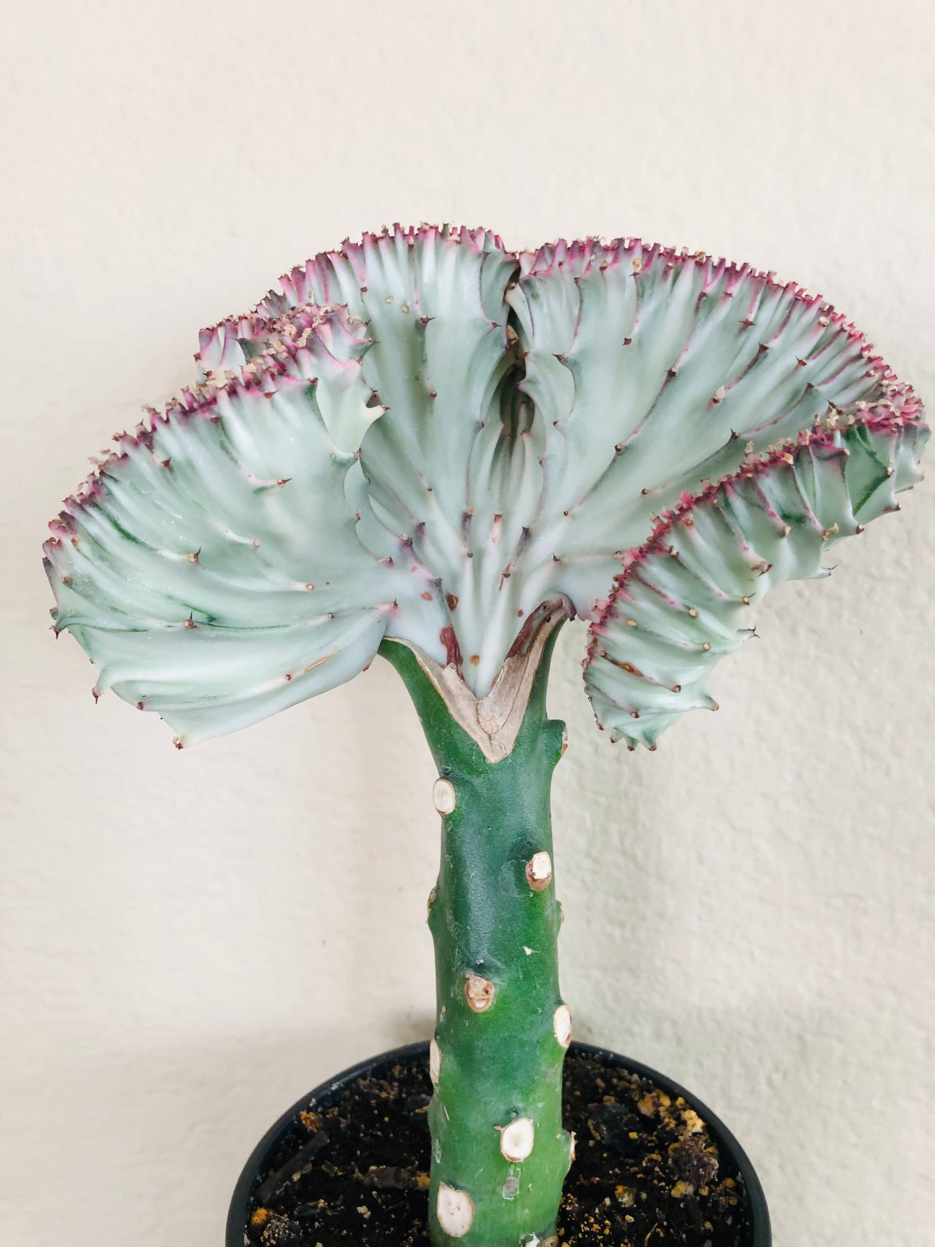 Euphorbia lactea Cristata 'Coral Cactus'
